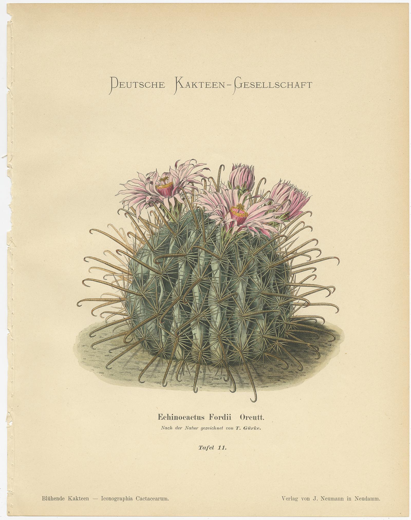 20th Century Set of 4 Antique Cactus Prints, Echinocactus Longihamatus, Schumann 'circa 1900'
