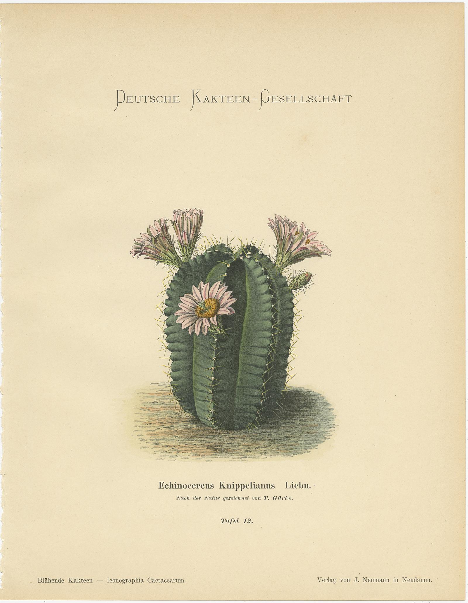 Paper Set of 4 Antique Cactus Prints, Echinocactus Longihamatus, Schumann 'circa 1900'