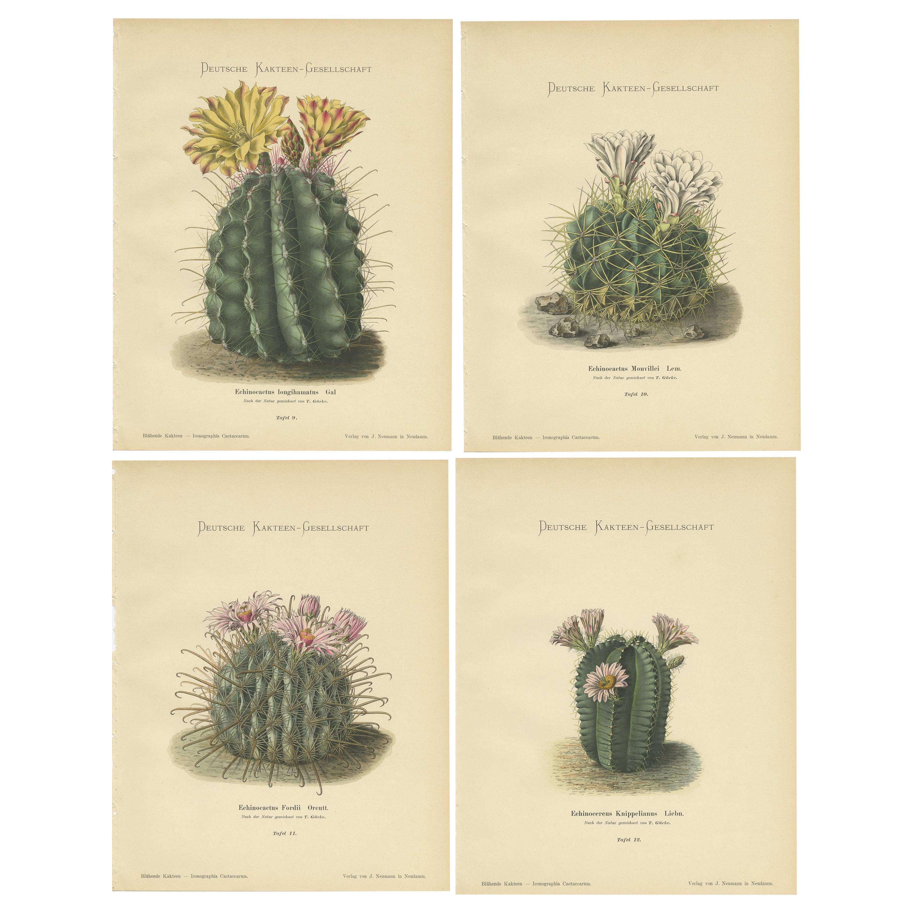 Set of 4 Antique Cactus Prints, Echinocactus Longihamatus, Schumann 'circa 1900'