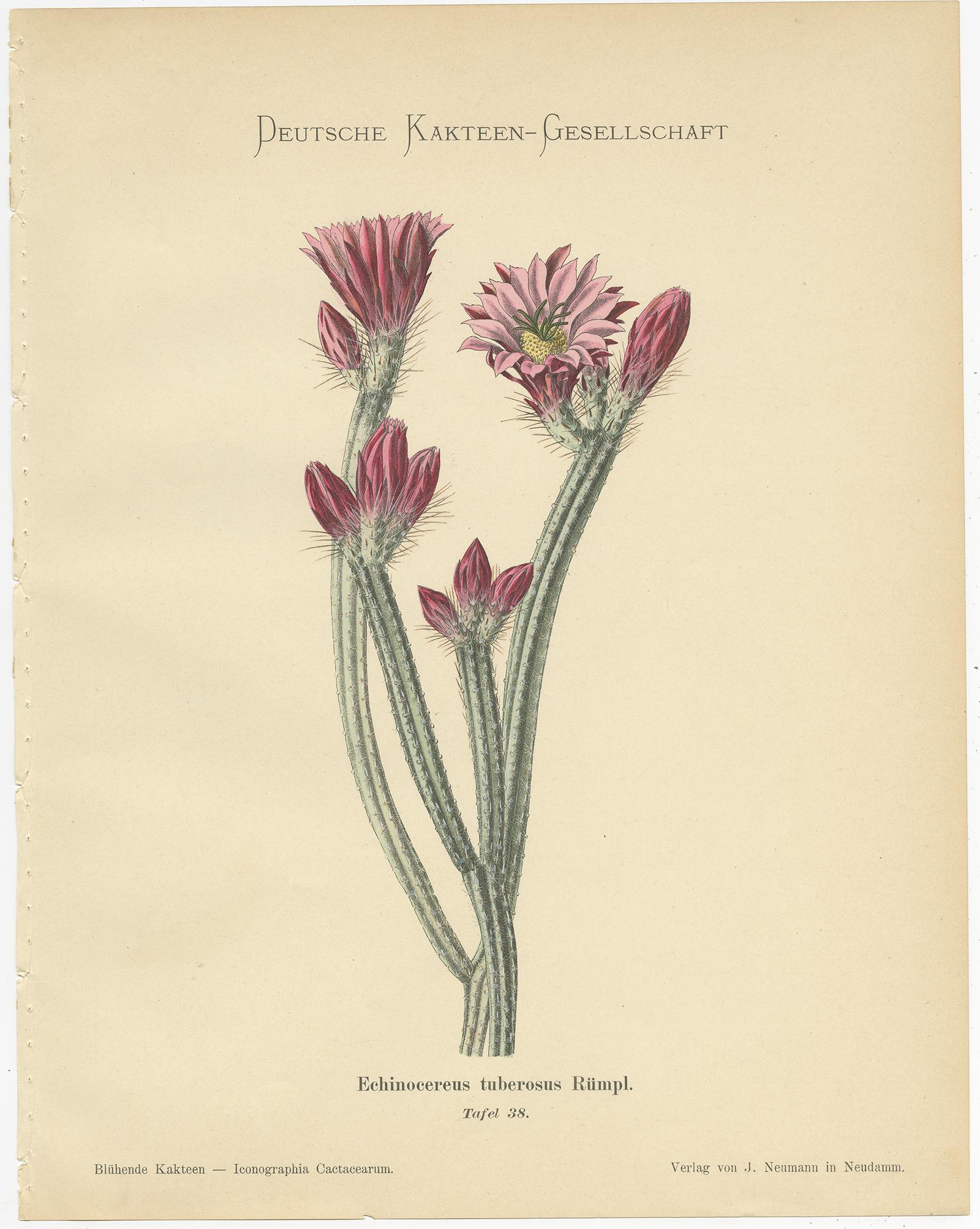 Set of 4 Antique Cactus Prints, Echinocereus Berlandieri, Schumann, circa 1900 In Good Condition In Langweer, NL