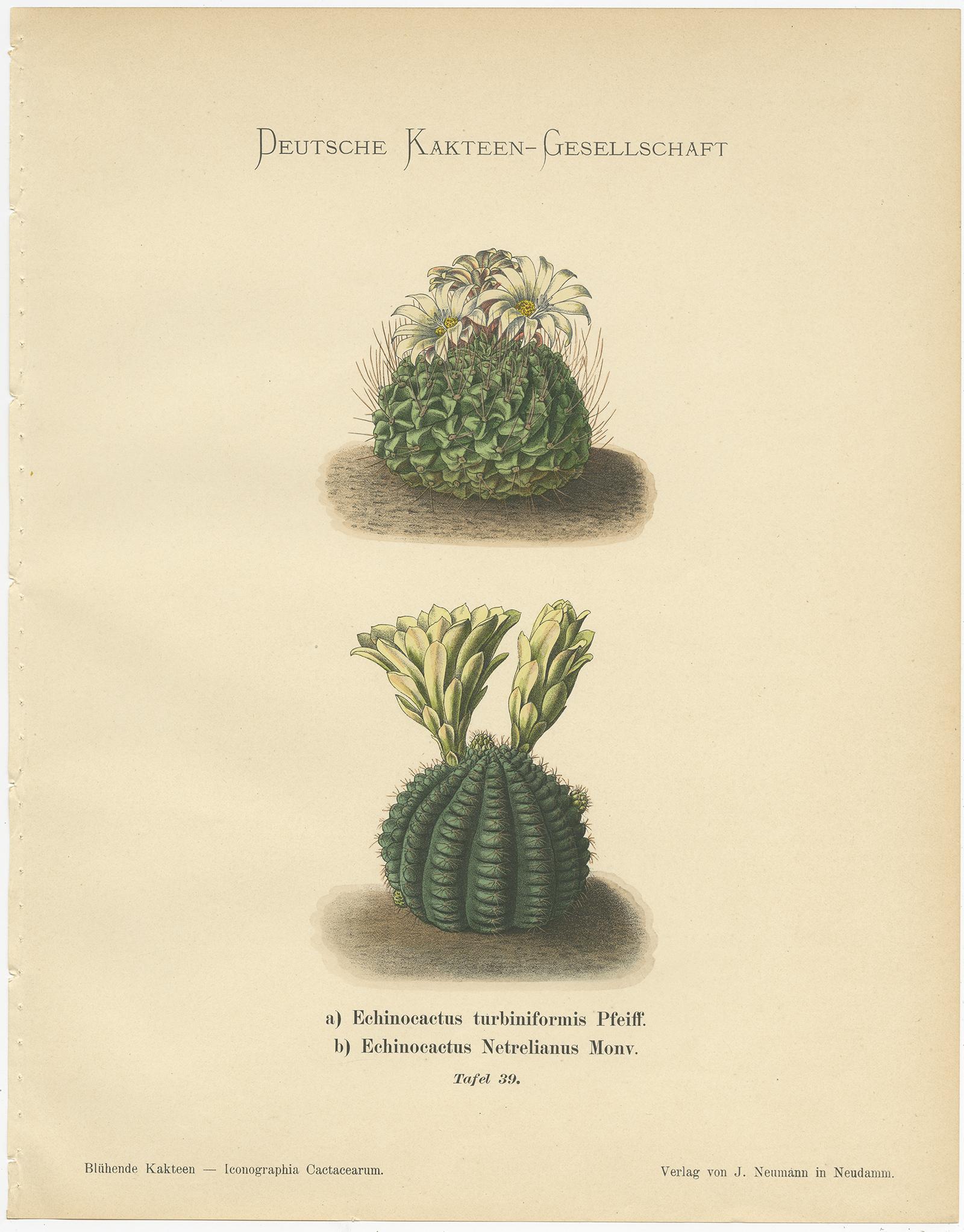 20th Century Set of 4 Antique Cactus Prints, Echinocereus Berlandieri, Schumann, circa 1900