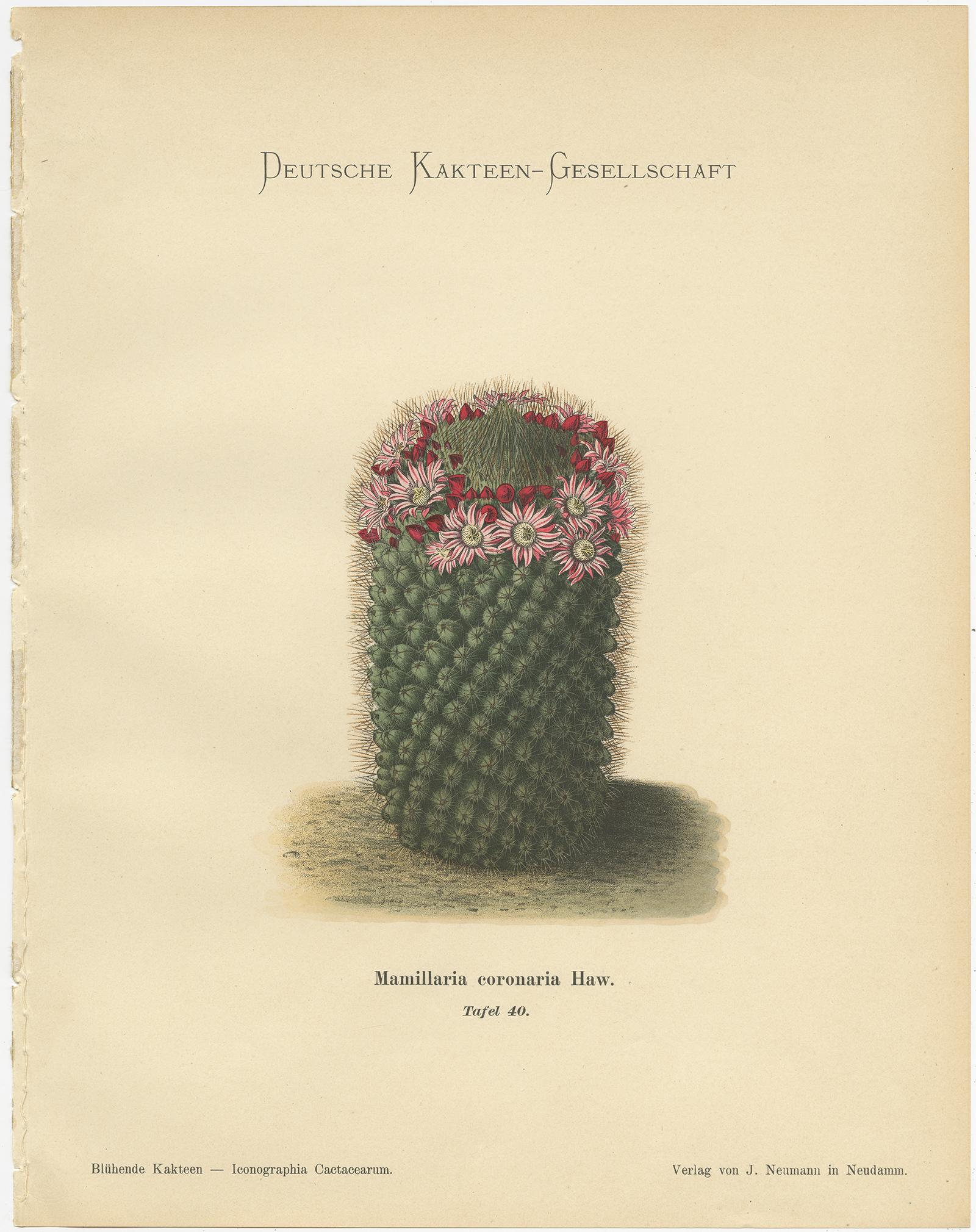 Paper Set of 4 Antique Cactus Prints, Echinocereus Berlandieri, Schumann, circa 1900