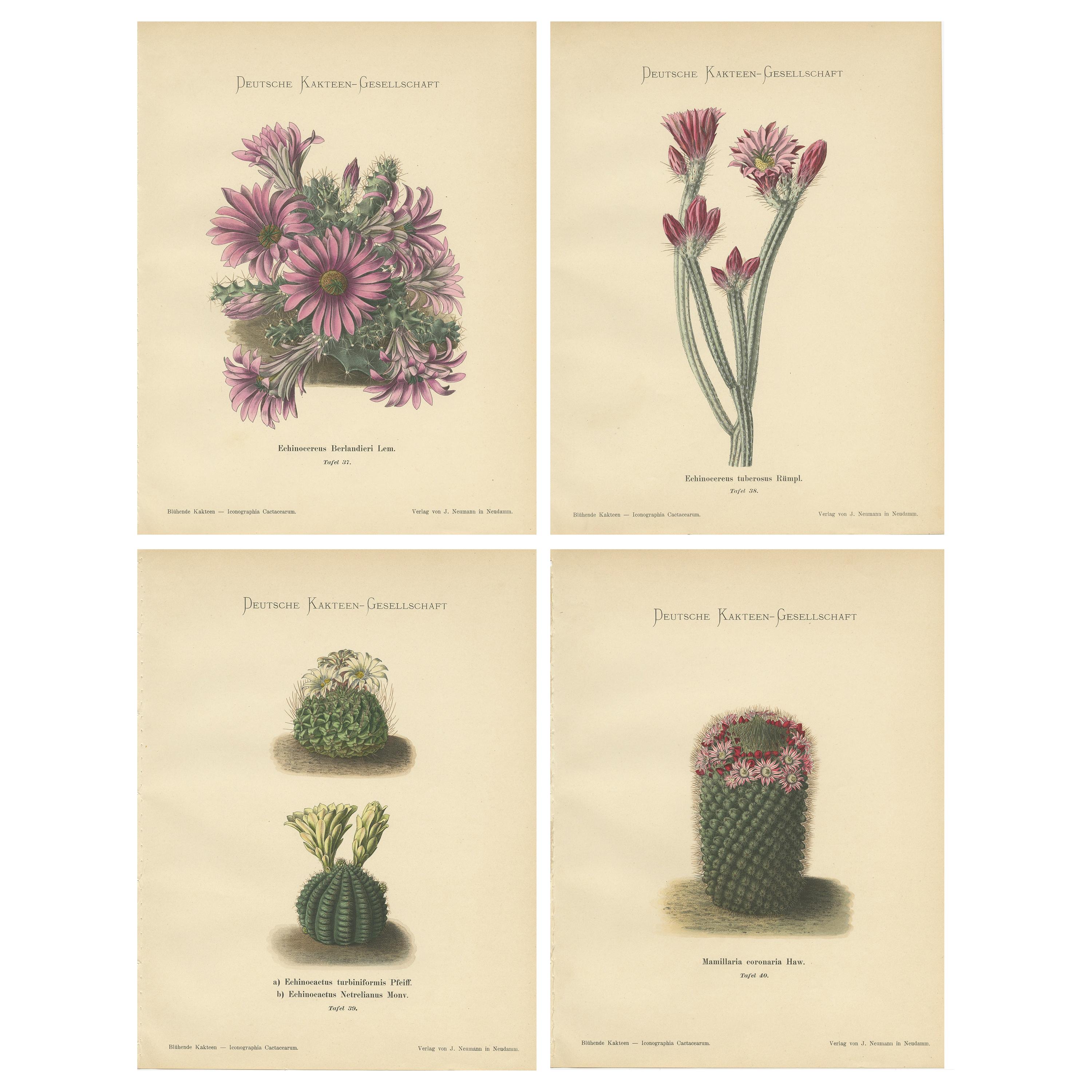 Set of 4 Antique Cactus Prints, Echinocereus Berlandieri, Schumann, circa 1900