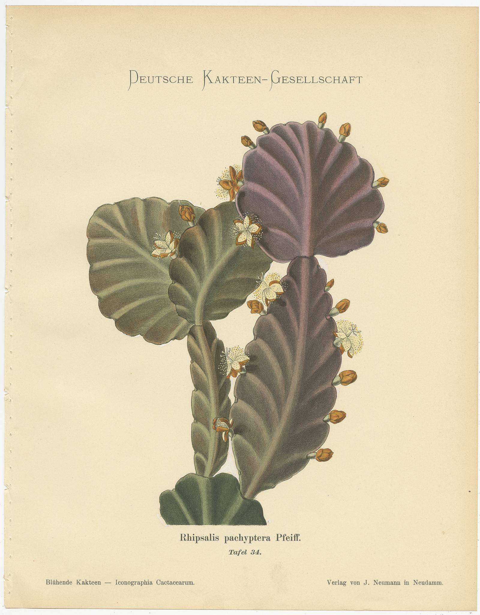 Set of 4 Antique Cactus Prints, Echinocerus Pulchellus, Schumann, 'circa 1900' In Good Condition In Langweer, NL