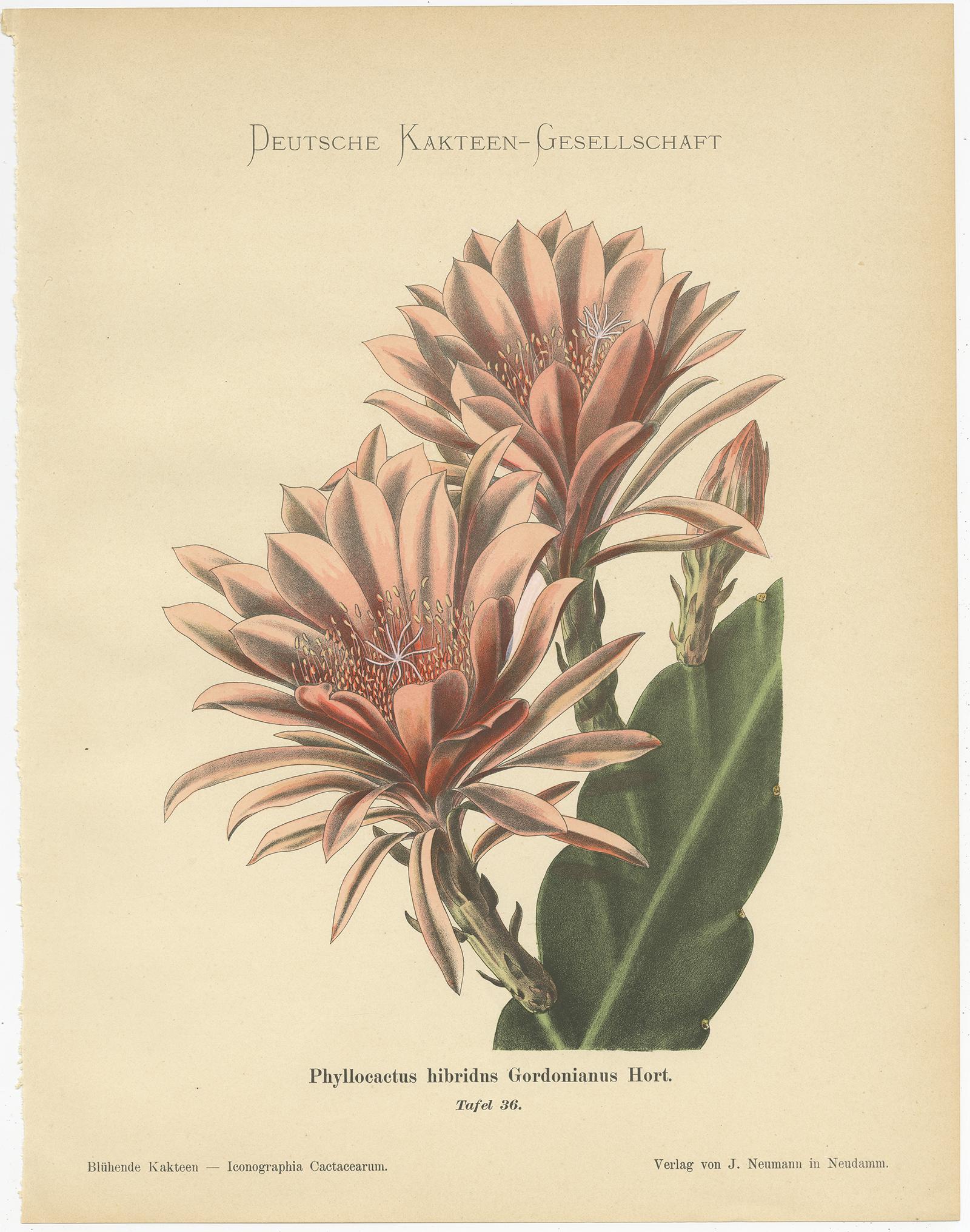 Paper Set of 4 Antique Cactus Prints, Echinocerus Pulchellus, Schumann, 'circa 1900'