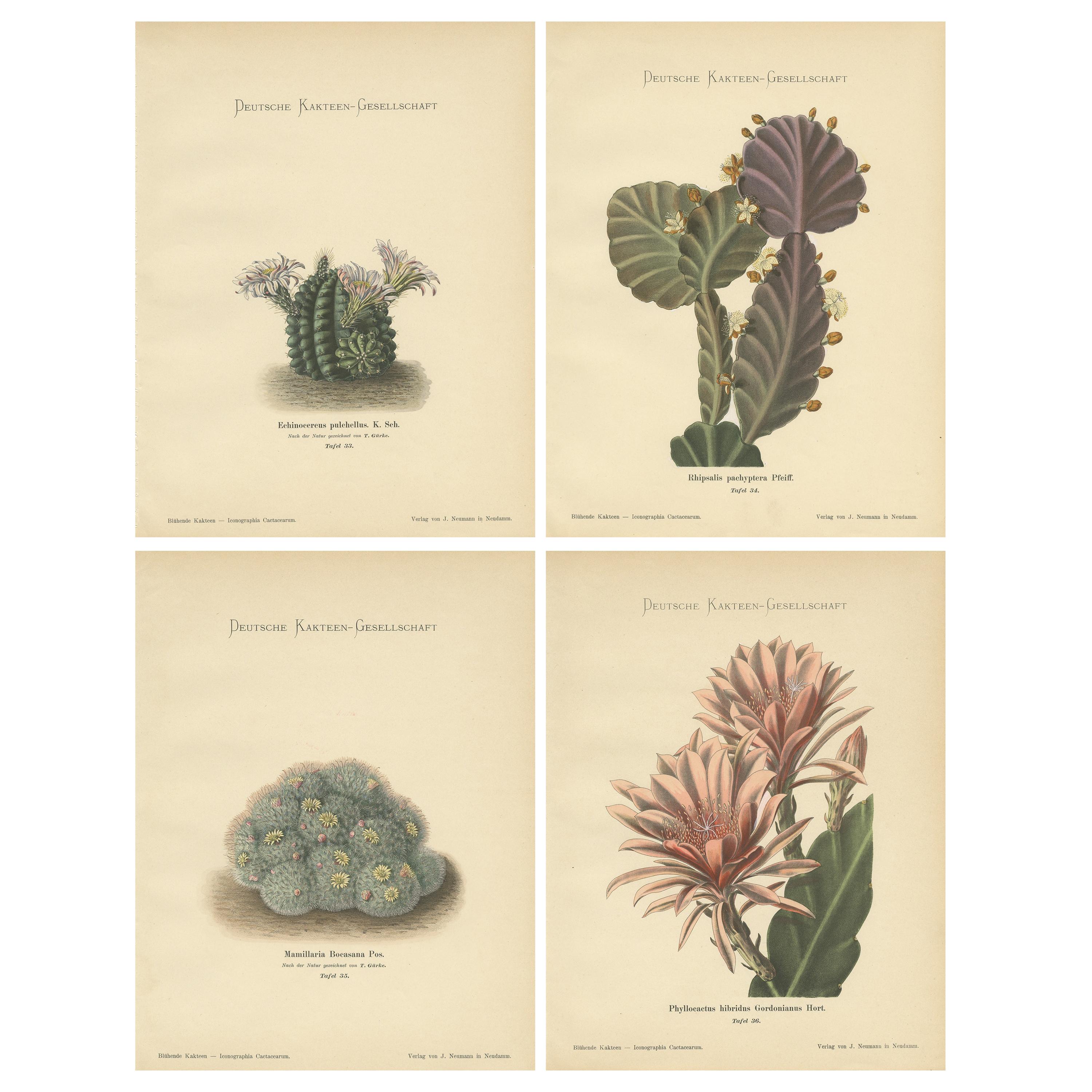 Set of 4 Antique Cactus Prints, Echinocerus Pulchellus, Schumann, 'circa 1900'