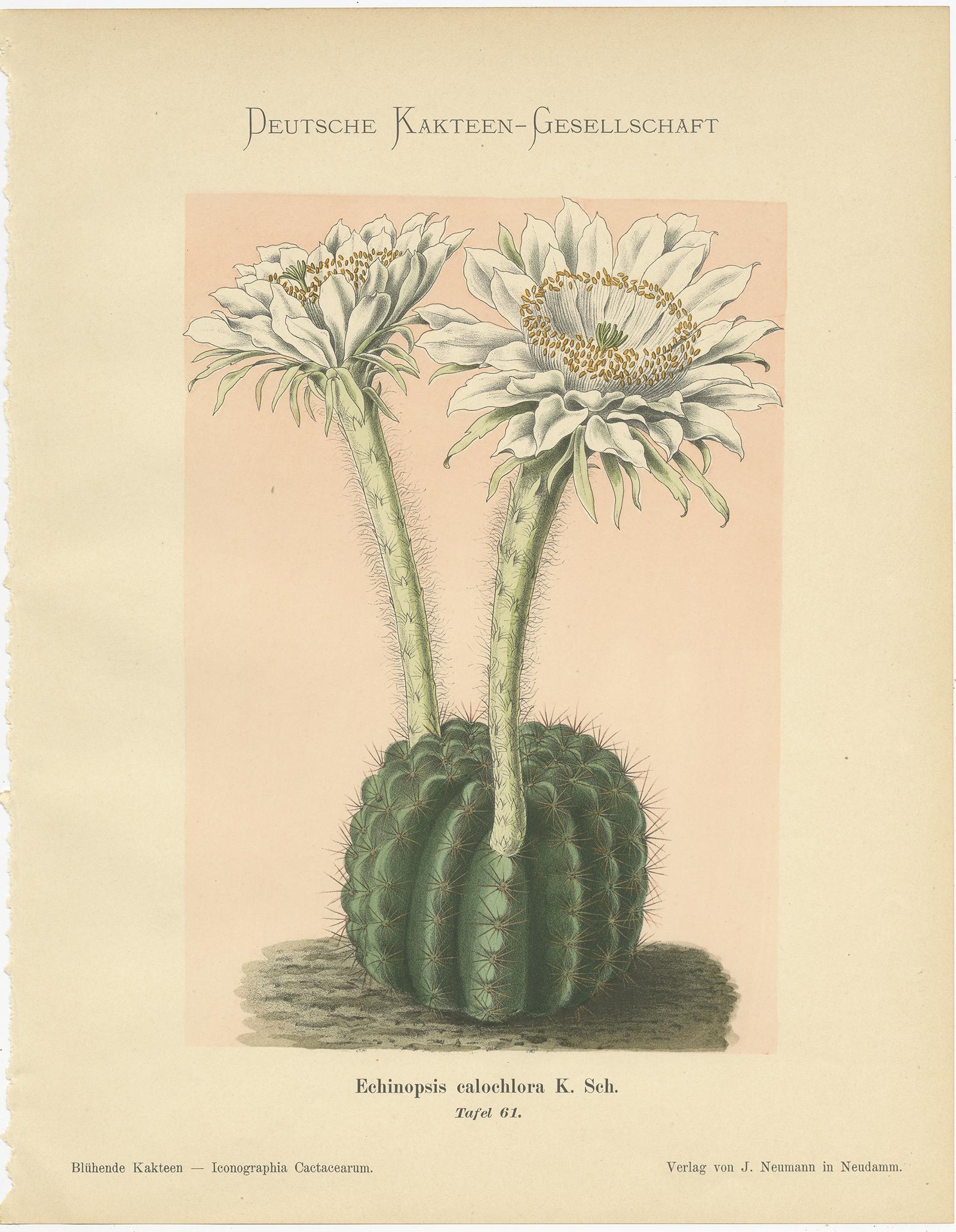 Set of four antique cactus prints depicting the Echinopsis Calochlora, Phyllocactus Hibridus Wrayi Hort, Echinocactus Froehlichianus and the Mamillaria Wildii Dietr. These prints originate from 'Blühende Kakteen' by K. Schumann and M. Gürke.