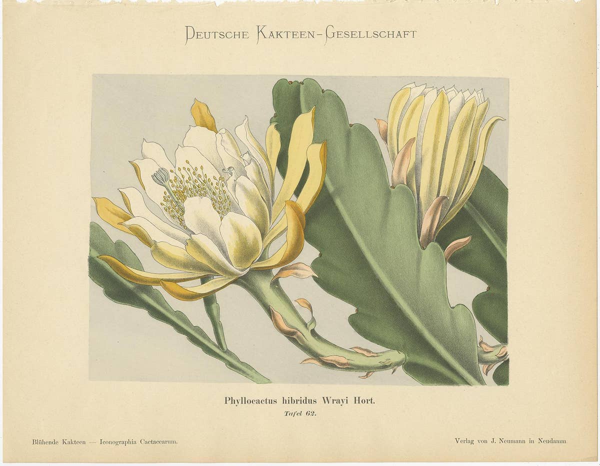 Set of 4 Antique Cactus Prints, Echinopsis Calochlora, Schumann, circa 1900