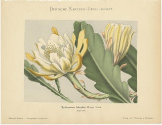 Set of 4 Antique Cactus Prints, Echinopsis Calochlora, Schumann, circa 1900, view 3