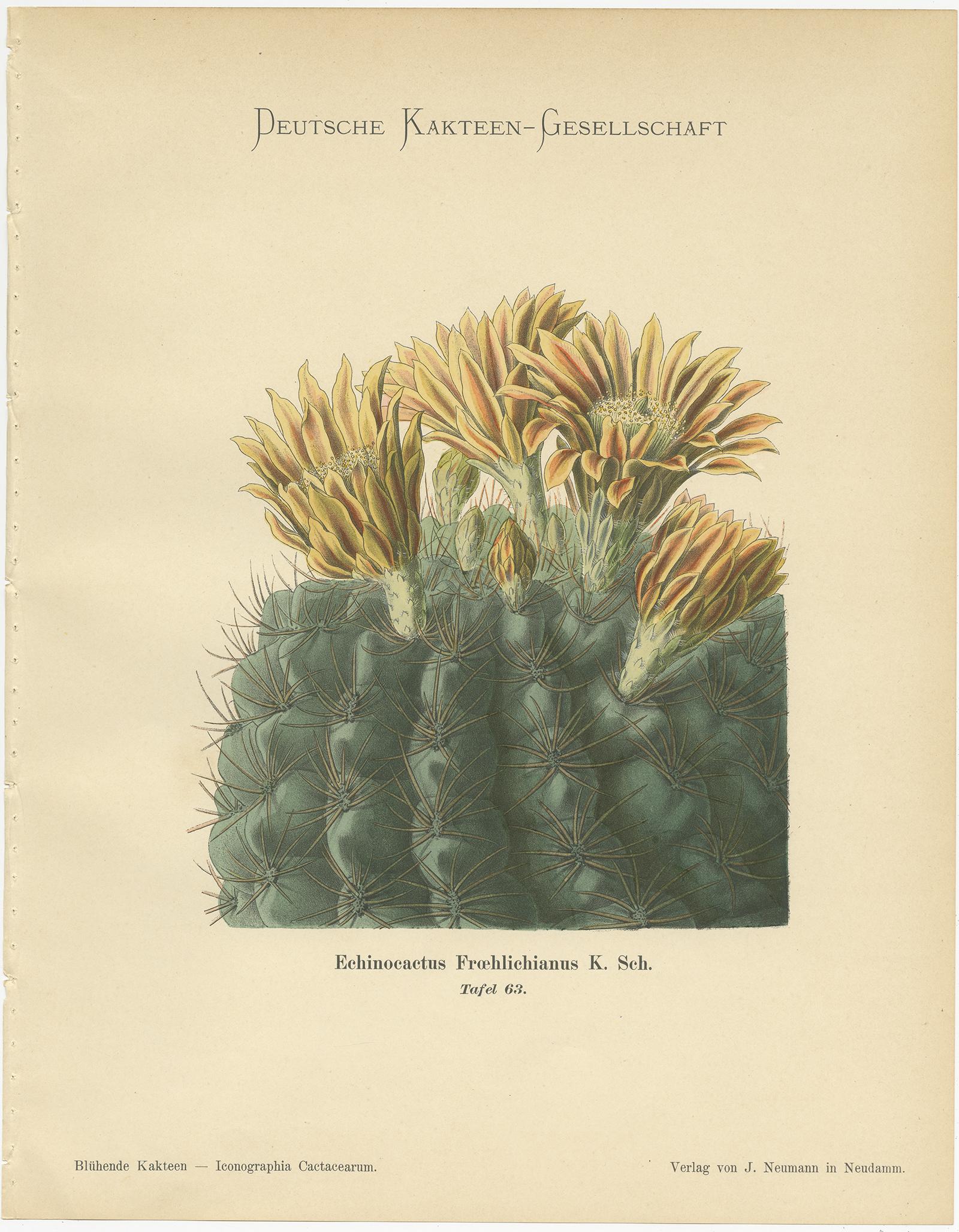 20th Century Set of 4 Antique Cactus Prints, Echinopsis Calochlora, Schumann, circa 1900 For Sale