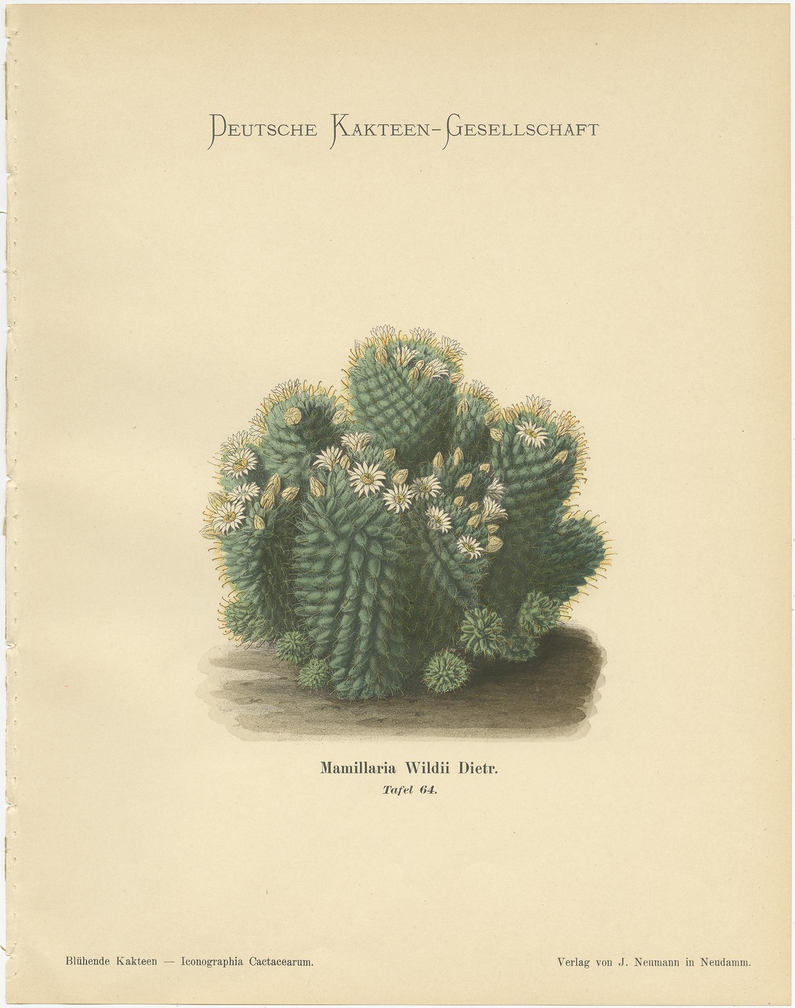 Paper Set of 4 Antique Cactus Prints, Echinopsis Calochlora, Schumann, circa 1900 For Sale