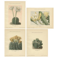 Set di 4 stampe antiche di cactus, Echinopsis Calochlora, Schumann, circa 1900