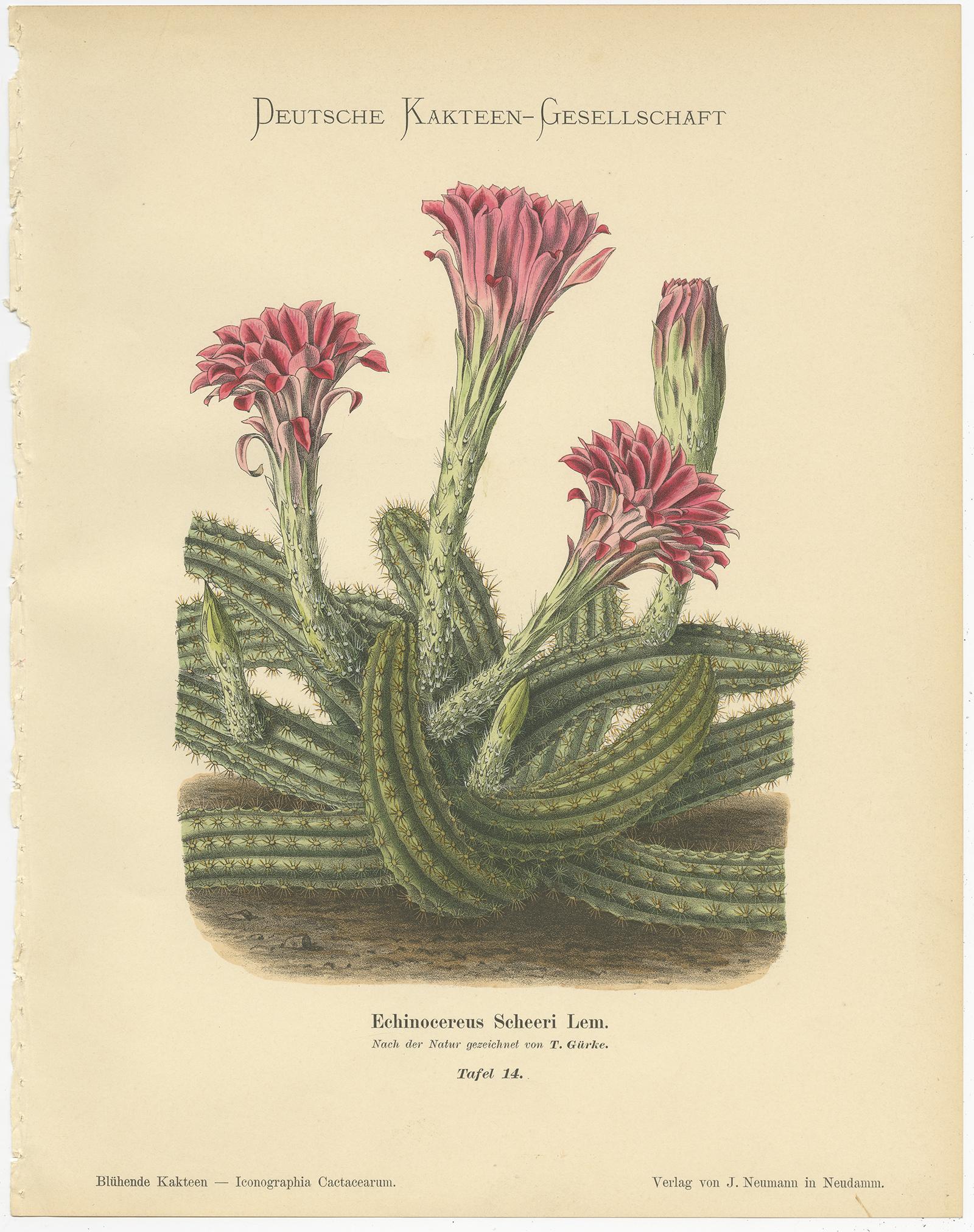 Set of 4 Antique Cactus Prints, Mamillaria Schiedeana, Schumann 'circa 1900' In Good Condition In Langweer, NL