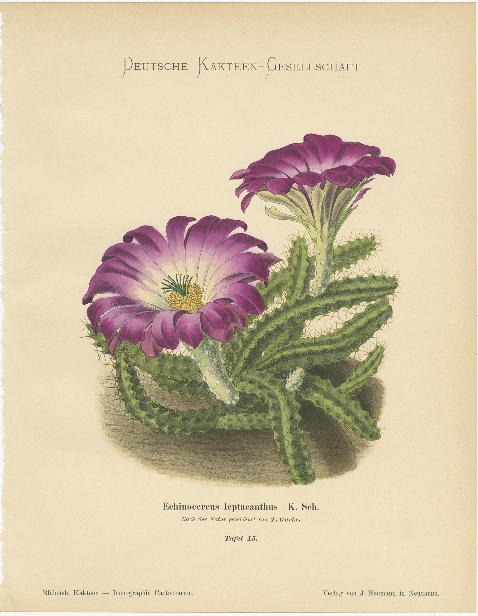 20th Century Set of 4 Antique Cactus Prints, Mamillaria Schiedeana, Schumann 'circa 1900'