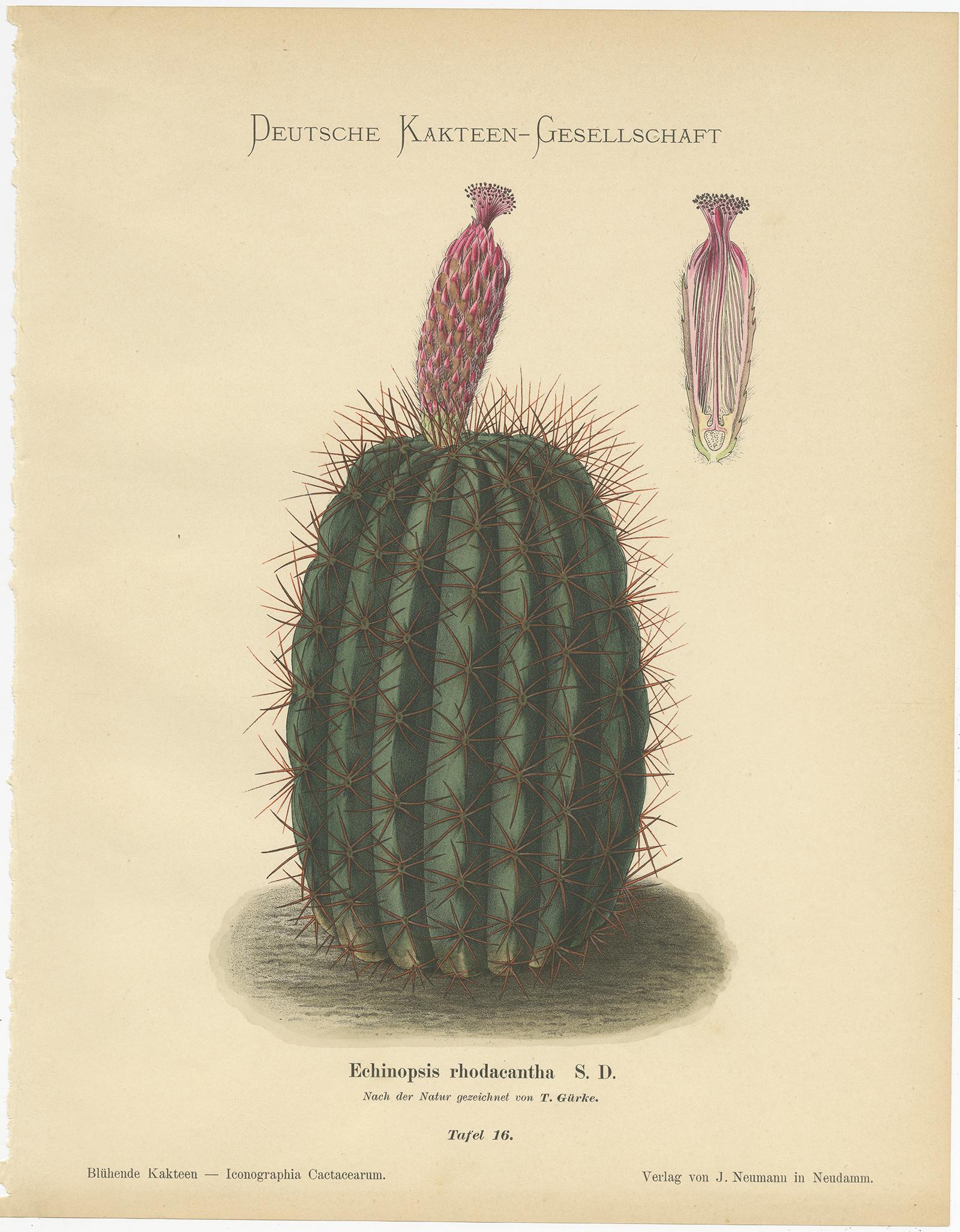 Paper Set of 4 Antique Cactus Prints, Mamillaria Schiedeana, Schumann 'circa 1900'
