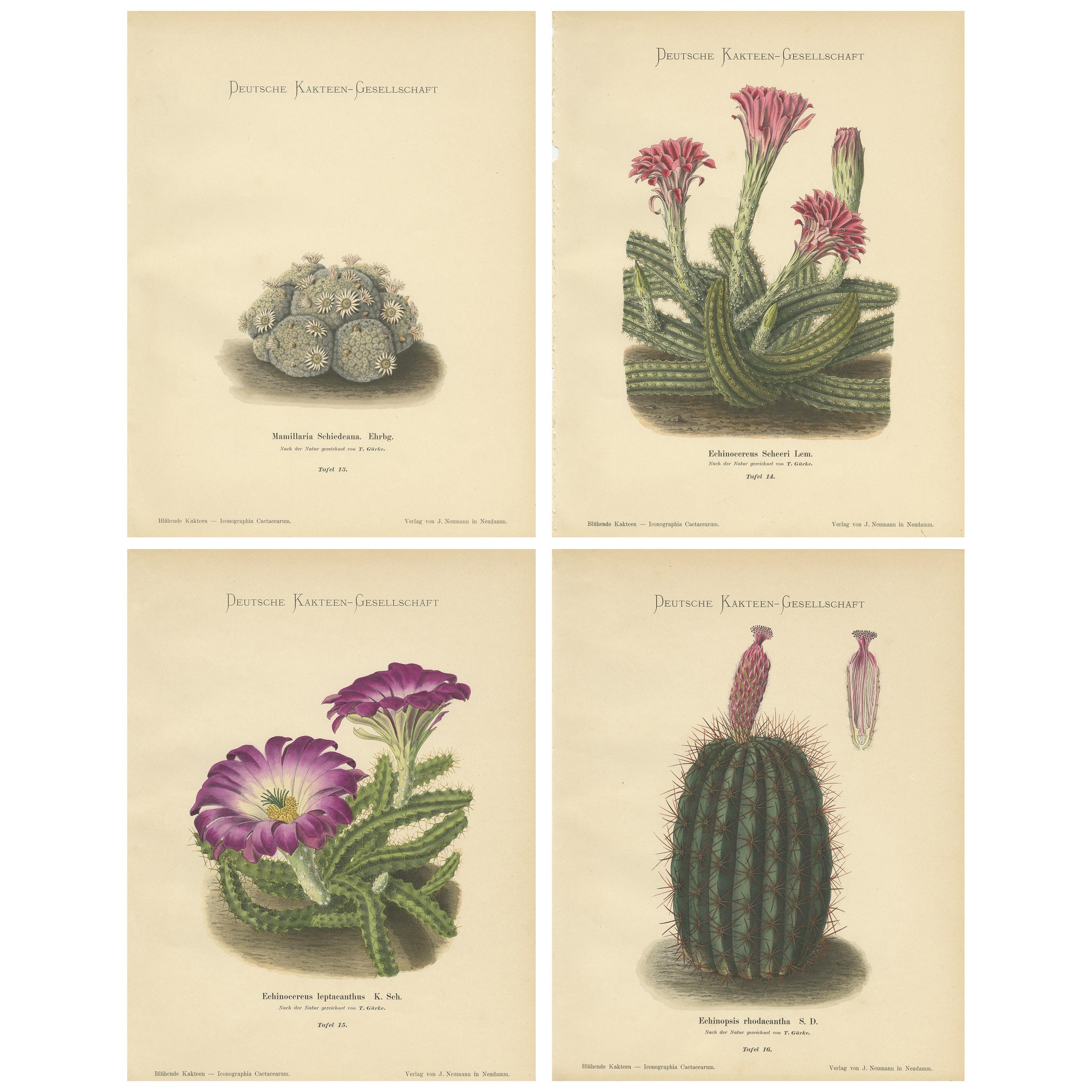 Set of 4 Antique Cactus Prints, Mamillaria Schiedeana, Schumann 'circa 1900'