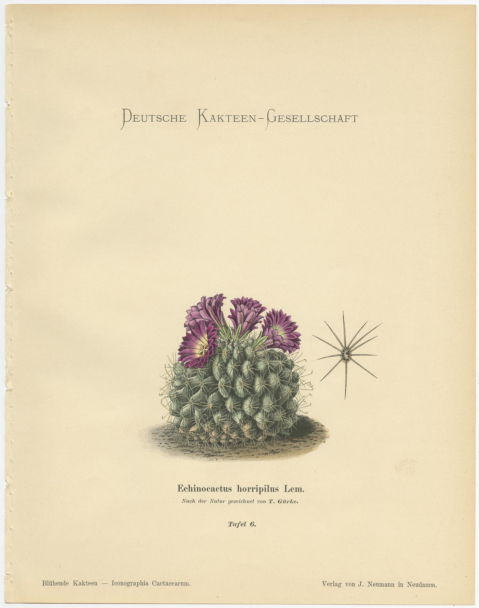 Set of 4 Antique Cactus Prints, Mamillaria Wissmannii, Schumann, 'circa 1900' In Good Condition In Langweer, NL