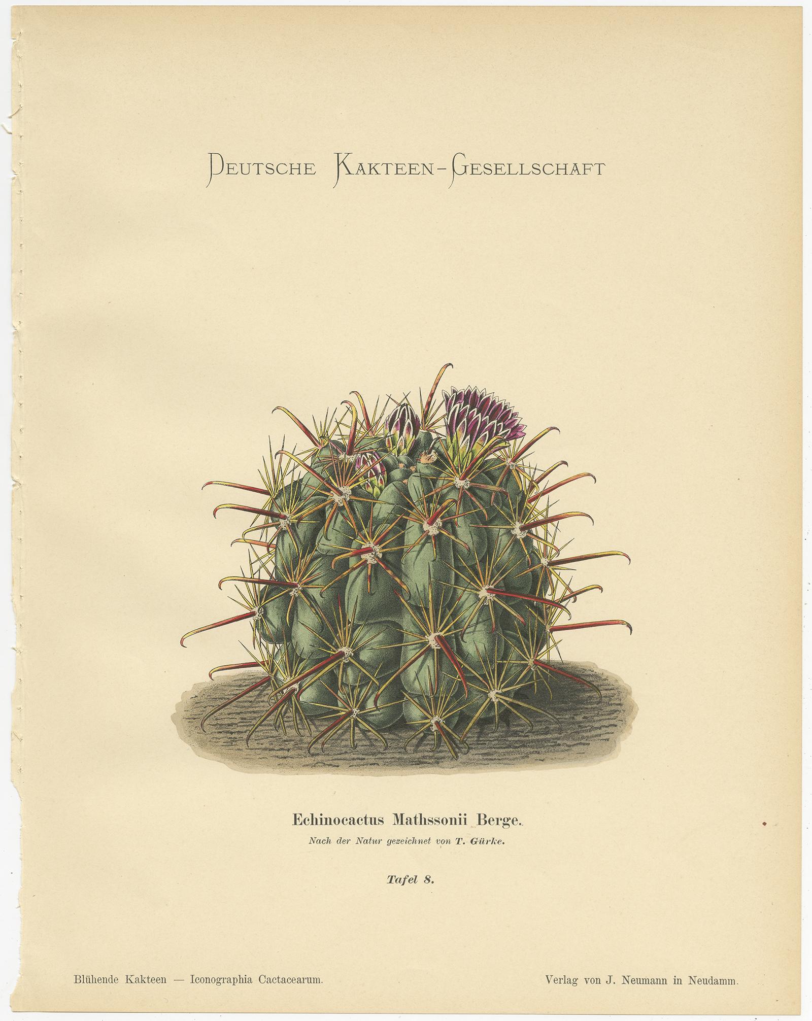 Paper Set of 4 Antique Cactus Prints, Mamillaria Wissmannii, Schumann, 'circa 1900'