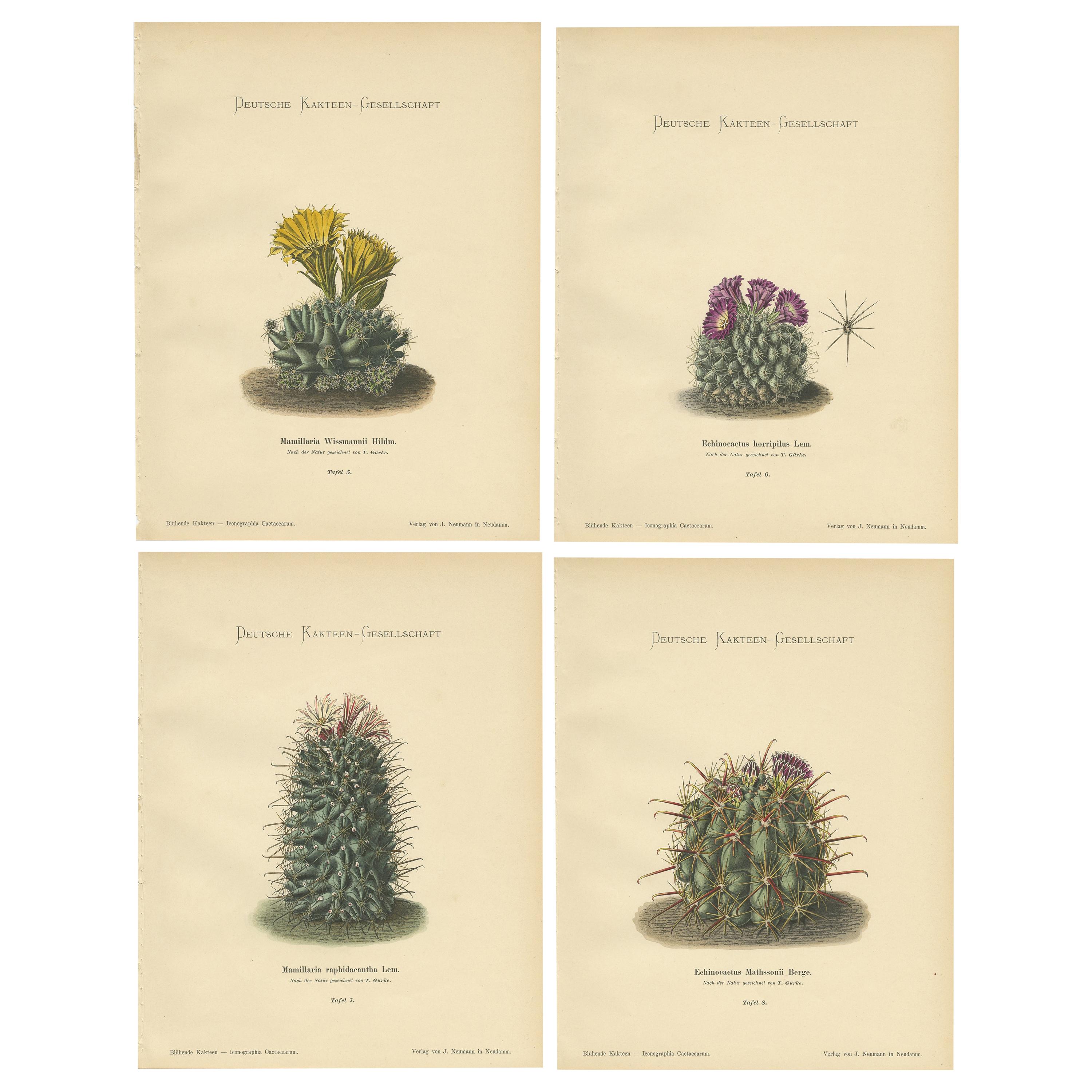 Set of 4 Antique Cactus Prints, Mamillaria Wissmannii, Schumann, 'circa 1900'