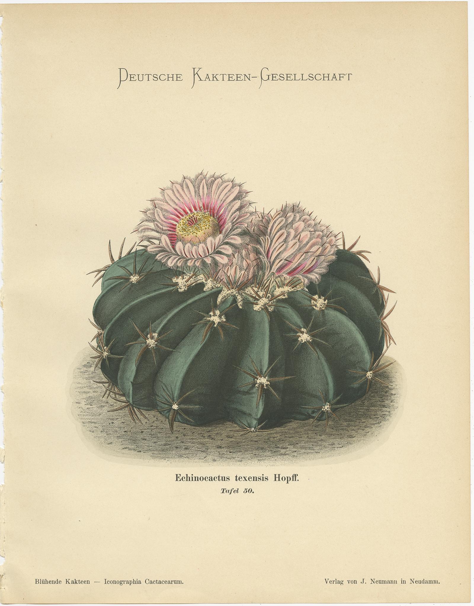 Set of 4 Antique Cactus Prints, Phyllocactus Ackermannii, Schumann, 'circa 1900' In Good Condition In Langweer, NL