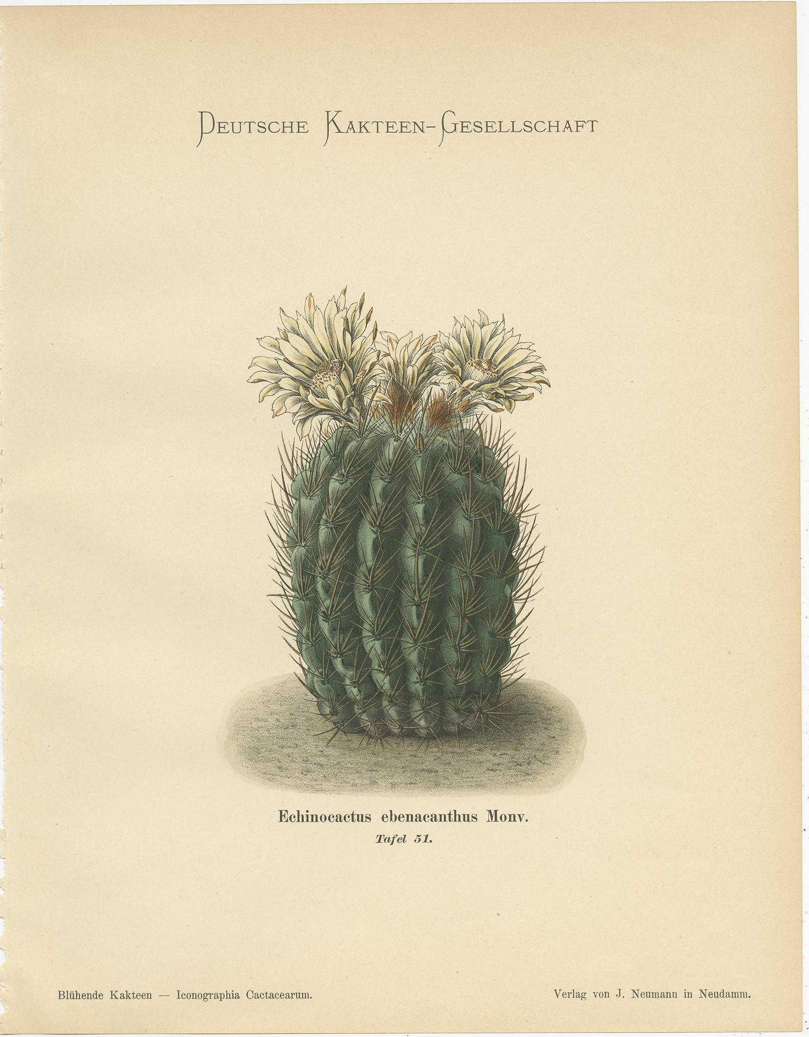 20th Century Set of 4 Antique Cactus Prints, Phyllocactus Ackermannii, Schumann, 'circa 1900'