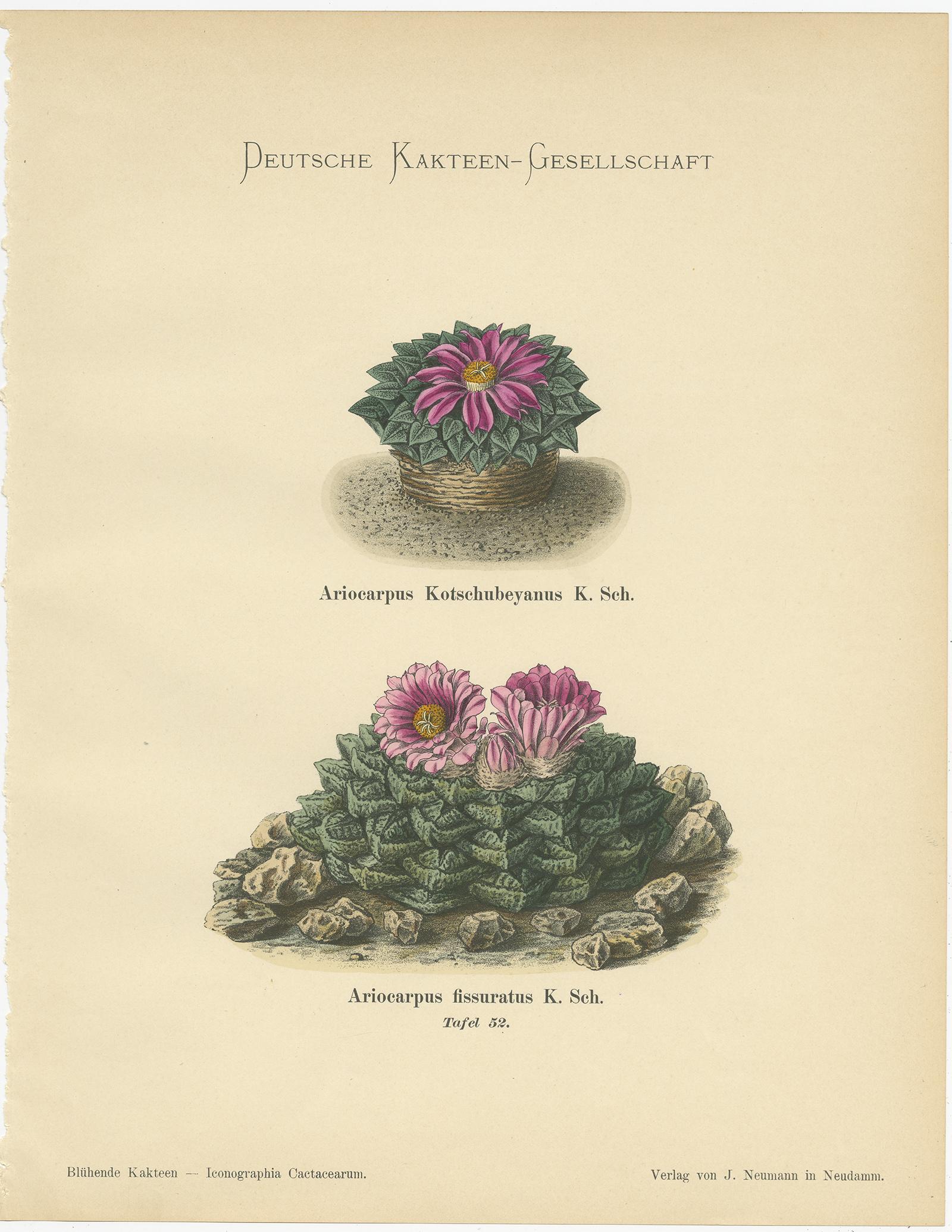 Paper Set of 4 Antique Cactus Prints, Phyllocactus Ackermannii, Schumann, 'circa 1900'