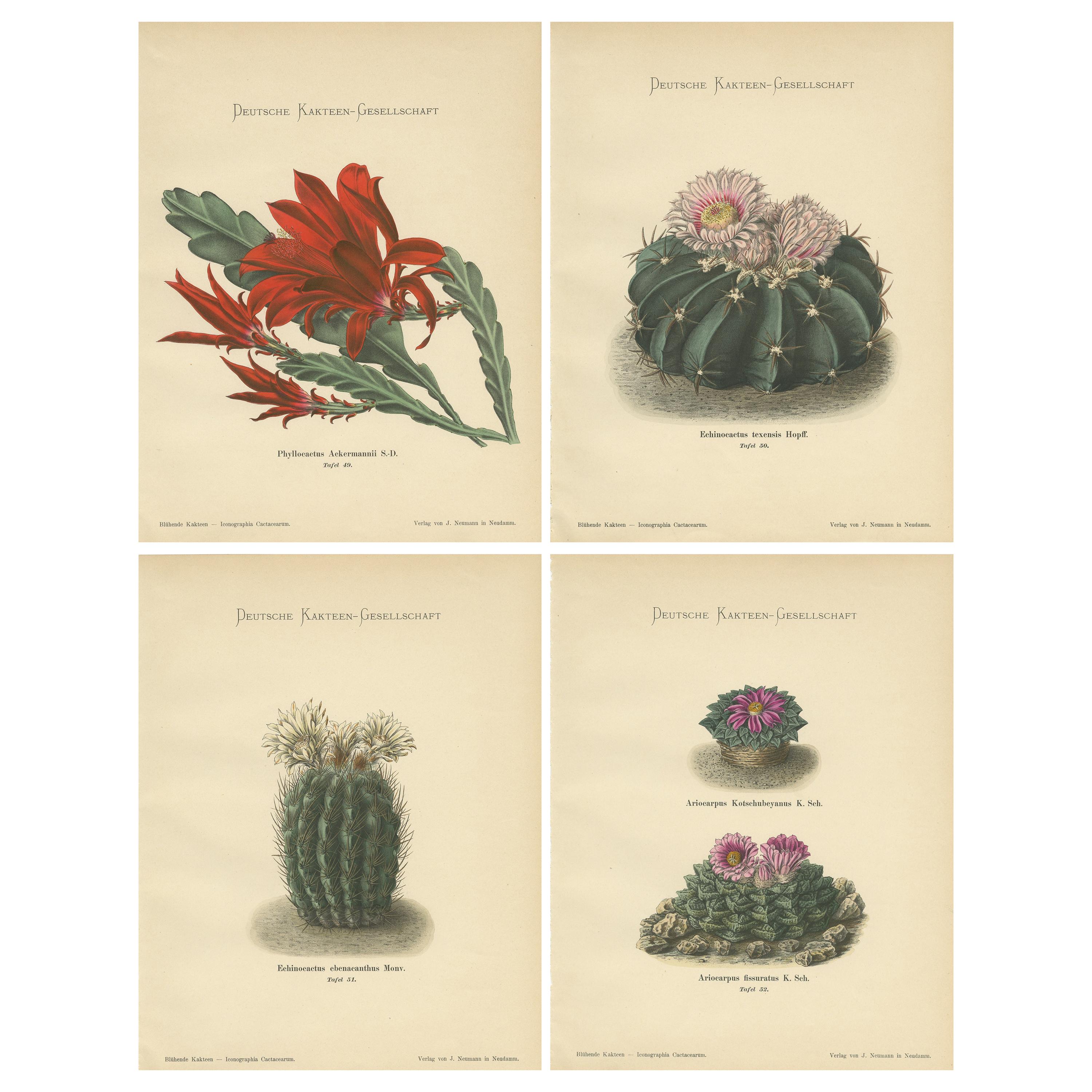 Set of 4 Antique Cactus Prints, Phyllocactus Ackermannii, Schumann, 'circa 1900'