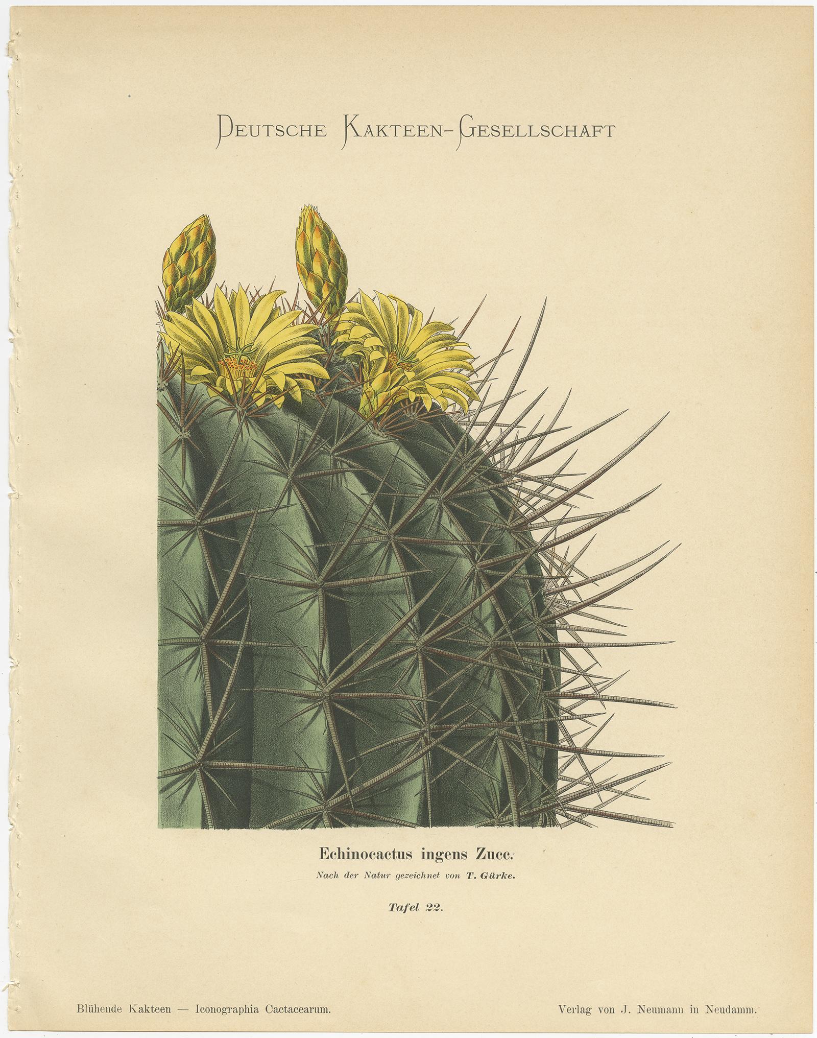 Set von 4 antiken Kaktusdrucken, Phyllocactus Gaertneri, Schumann, um 1900 im Zustand „Gut“ in Langweer, NL