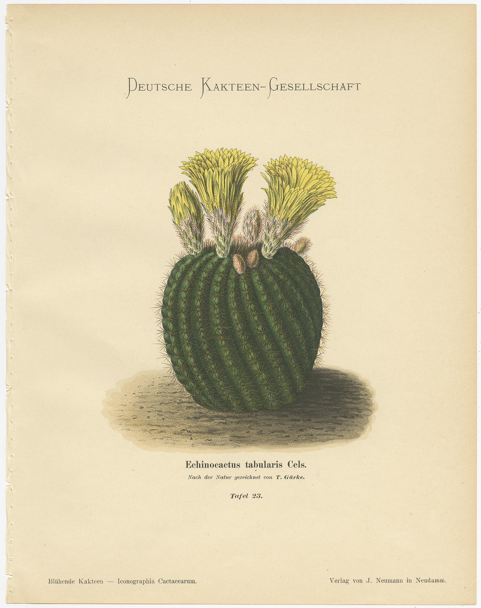 Set of 4 Antique Cactus Prints, Phyllocactus Gaertneri, Schumann, 'circa 1900' In Good Condition For Sale In Langweer, NL