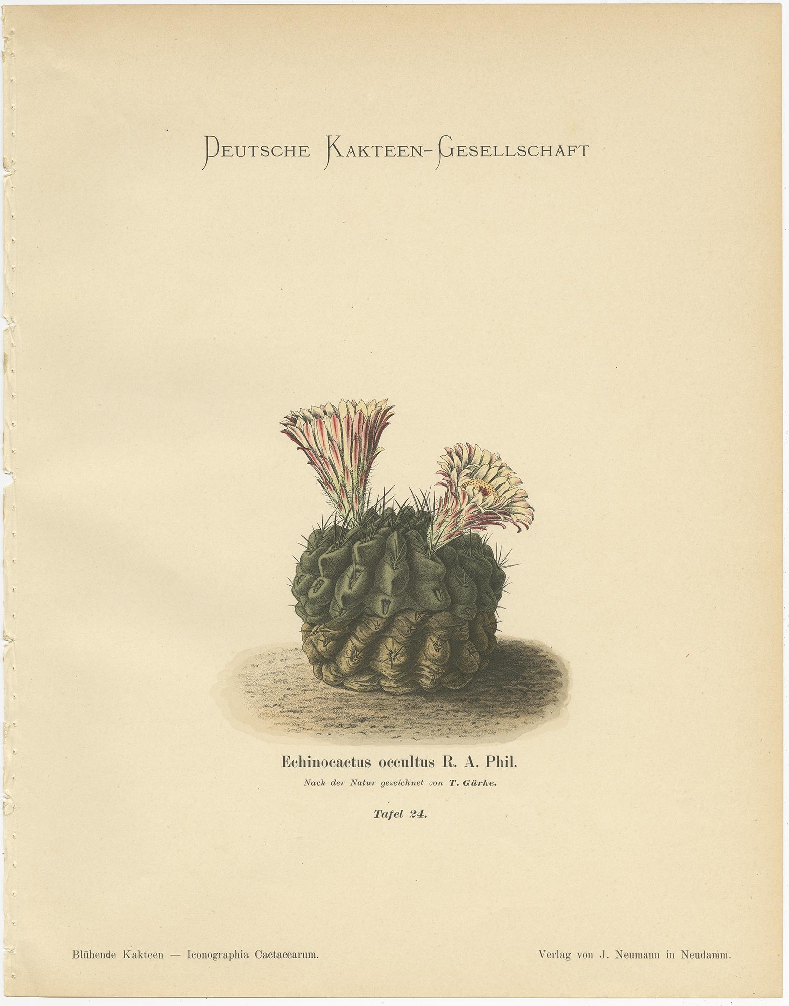 Set von 4 antiken Kaktusdrucken, Phyllocactus Gaertneri, Schumann, um 1900 (Papier)