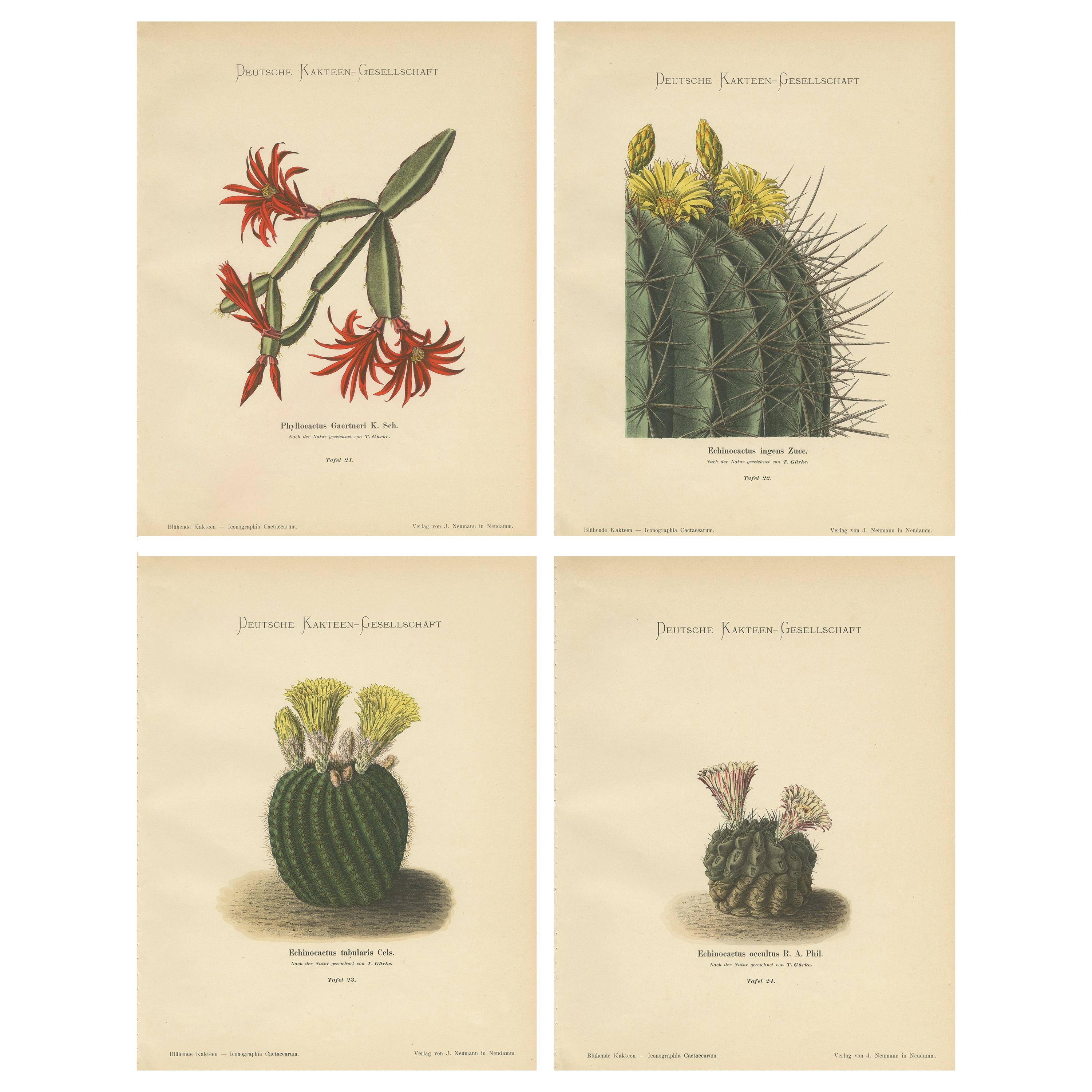 Set of 4 Antique Cactus Prints, Phyllocactus Gaertneri, Schumann, 'circa 1900' For Sale