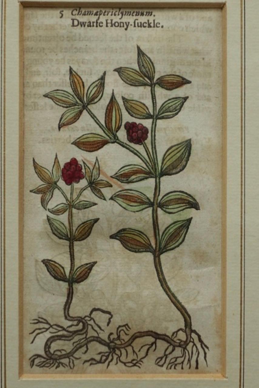 Set of 4 Antique English Botanical Prints 1