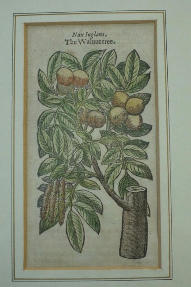 Set of 4 exceptional antique English botany prints, hand colored prints in Italian burl olive wood and gold leaf frames.  Great wall decoration for the bedroom, bath or powder room.
The exposed part of the print:  3.25 x 6.5