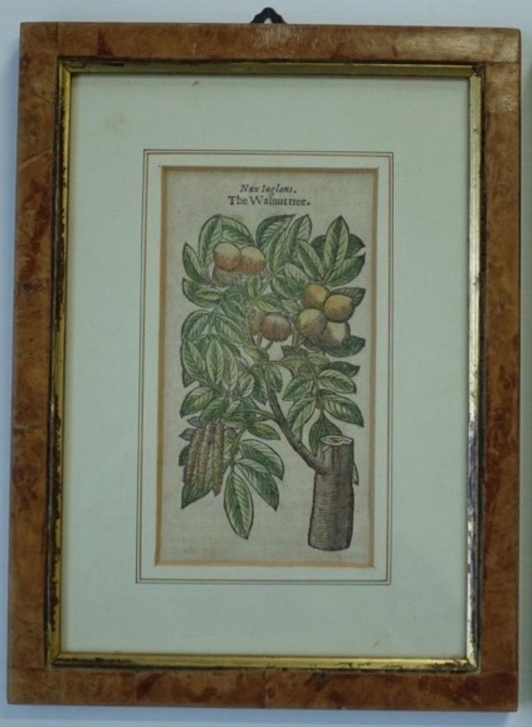 Engraved Set of 4 Antique English Botanical Prints For Sale