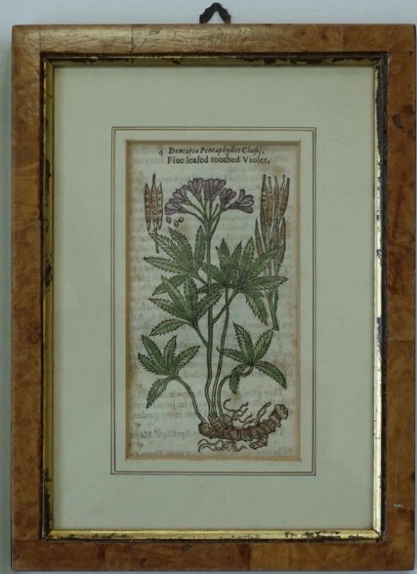 set of 4 botanical prints
