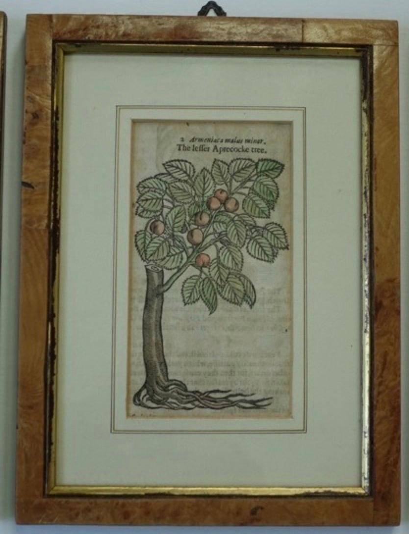 set of 4 botanical prints