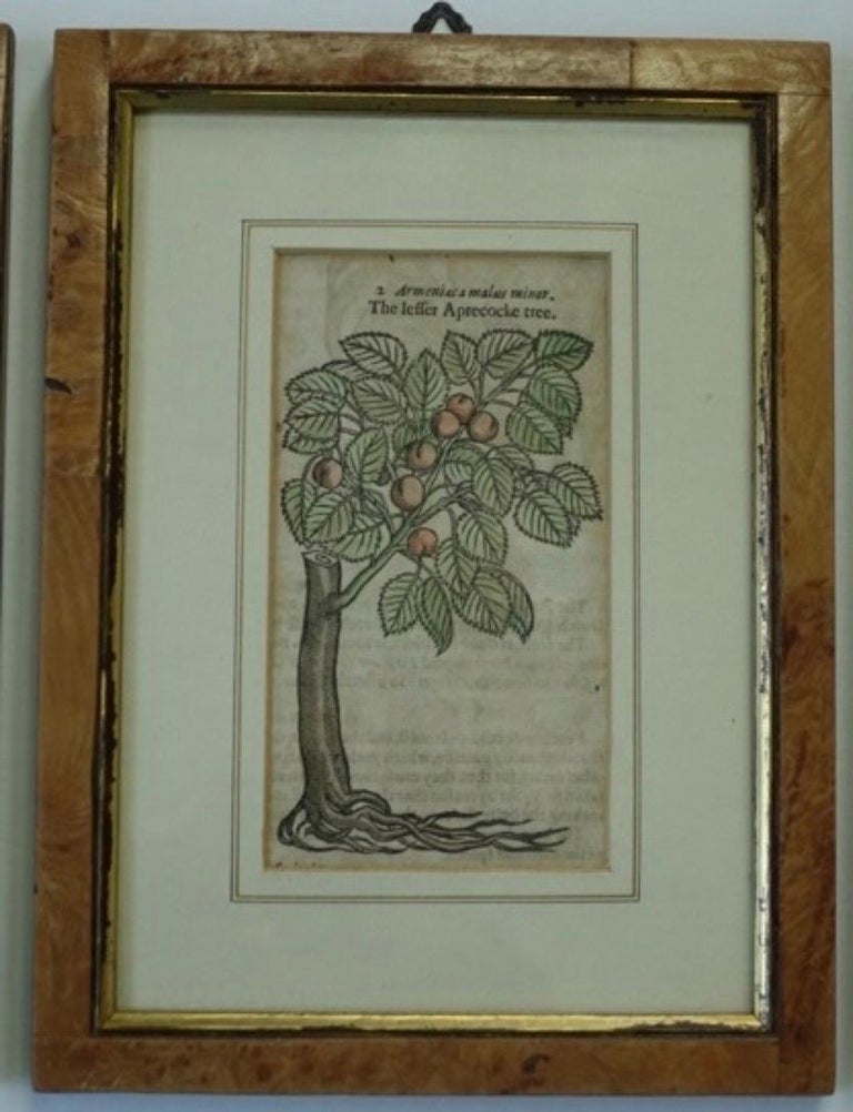 19th Century Set of 4 Antique English Botanical Prints For Sale