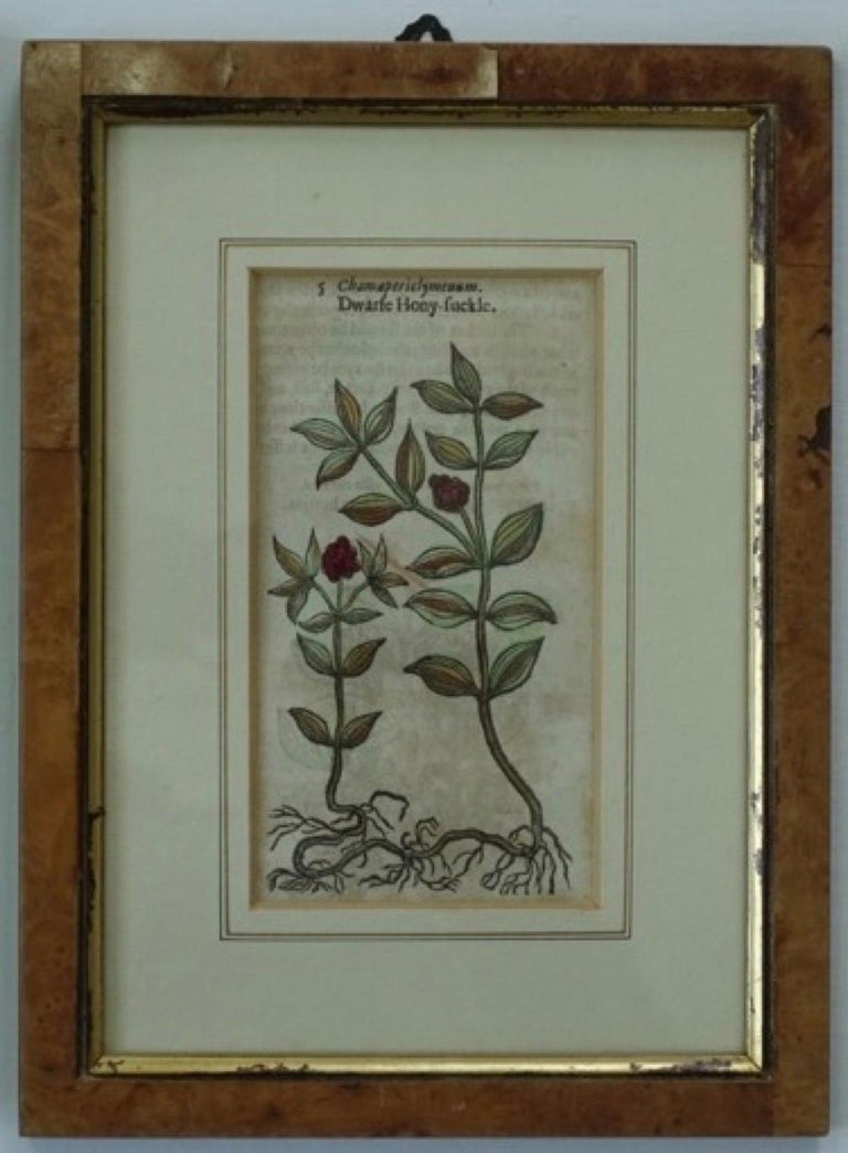 Burl Set of 4 Antique English Botanical Prints For Sale
