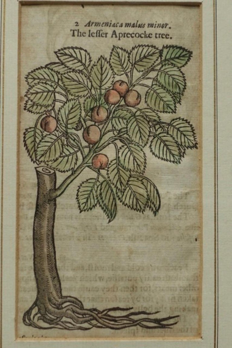 Set of 4 Antique English Botanical Prints For Sale 1