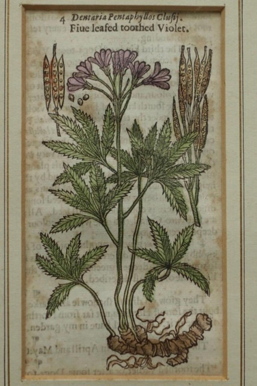 19th Century Set of 4 Antique English Botanical Prints