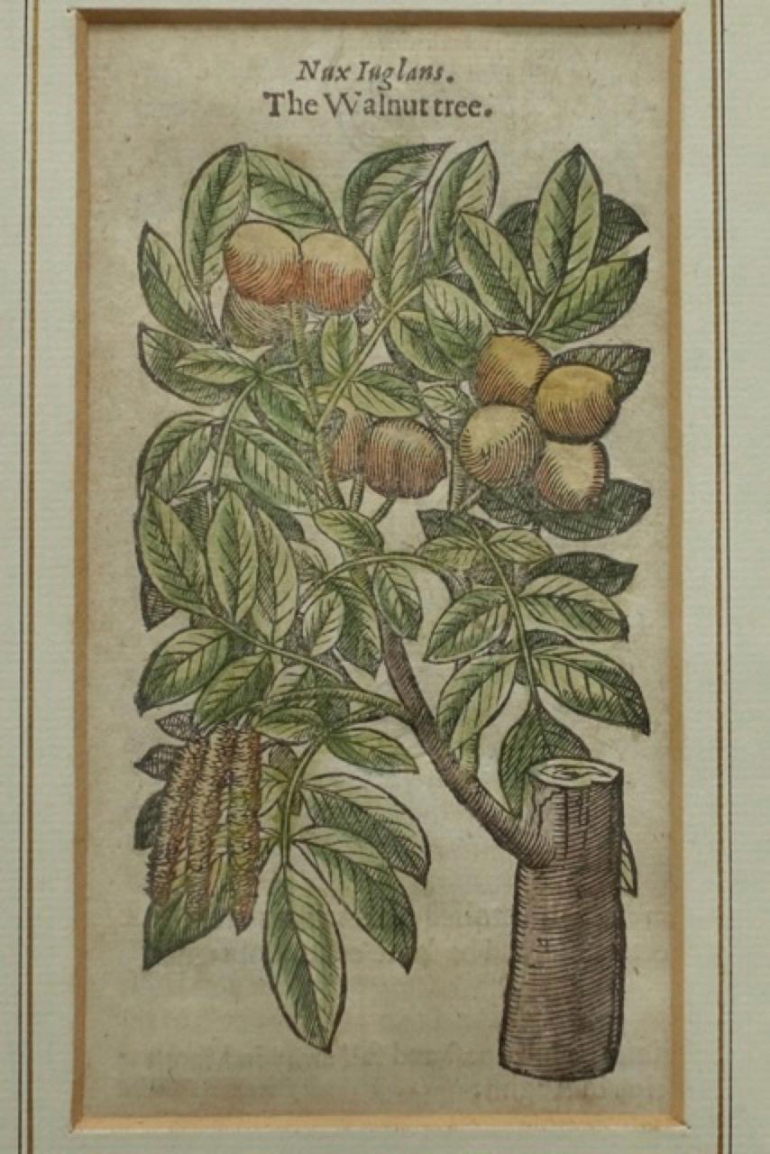 Burl Set of 4 Antique English Botanical Prints