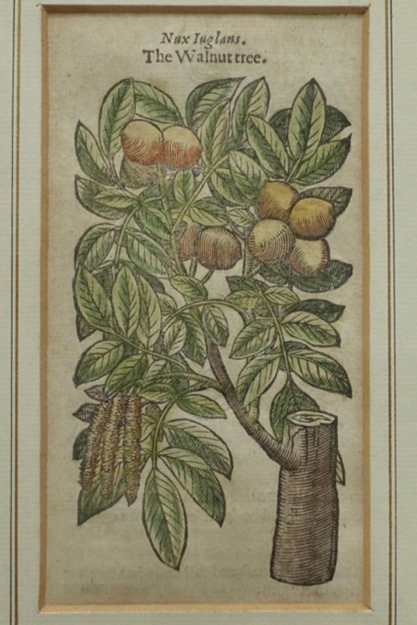 Burl Set of 4 Antique English Botanical Prints
