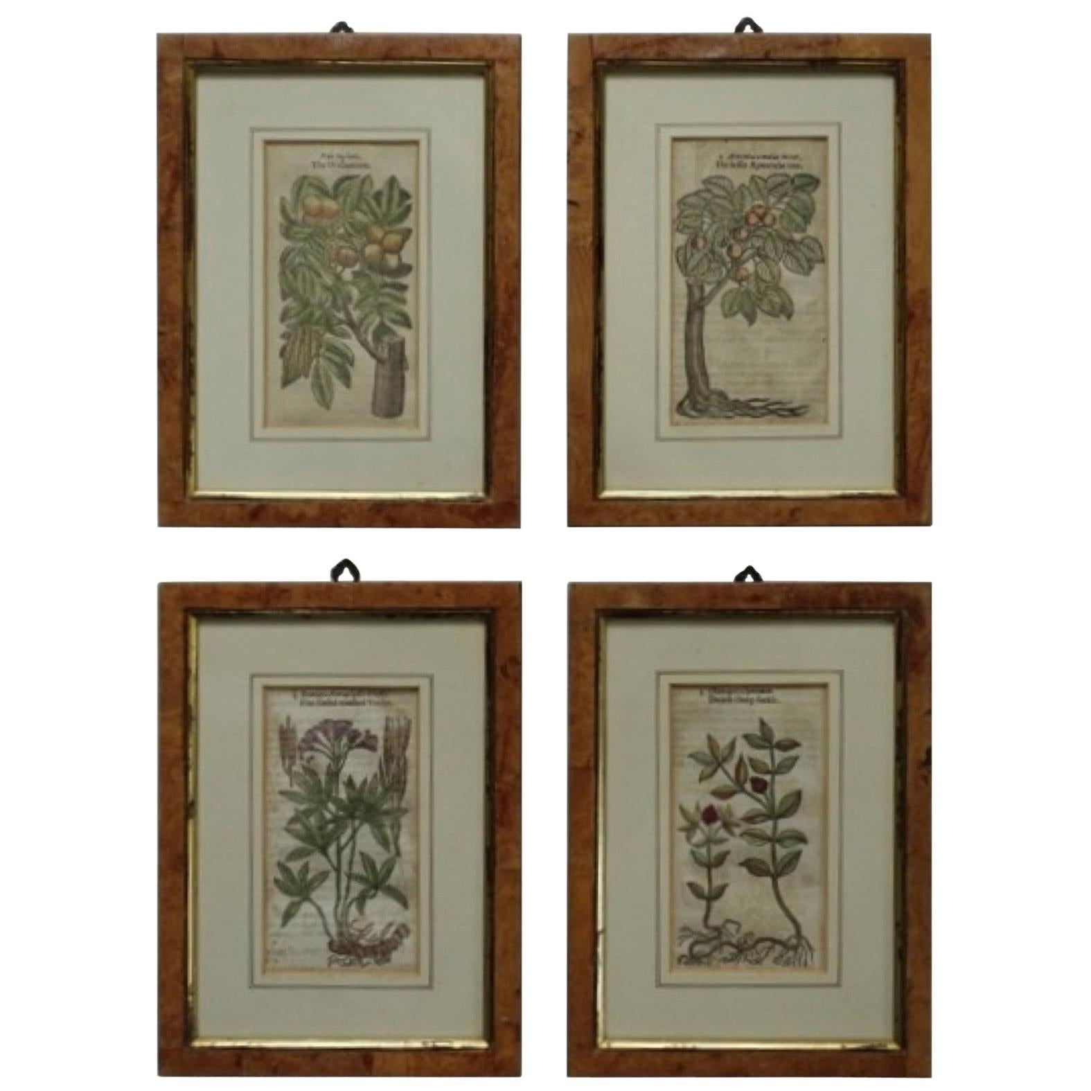 Set of 4 Antique English Botanical Prints