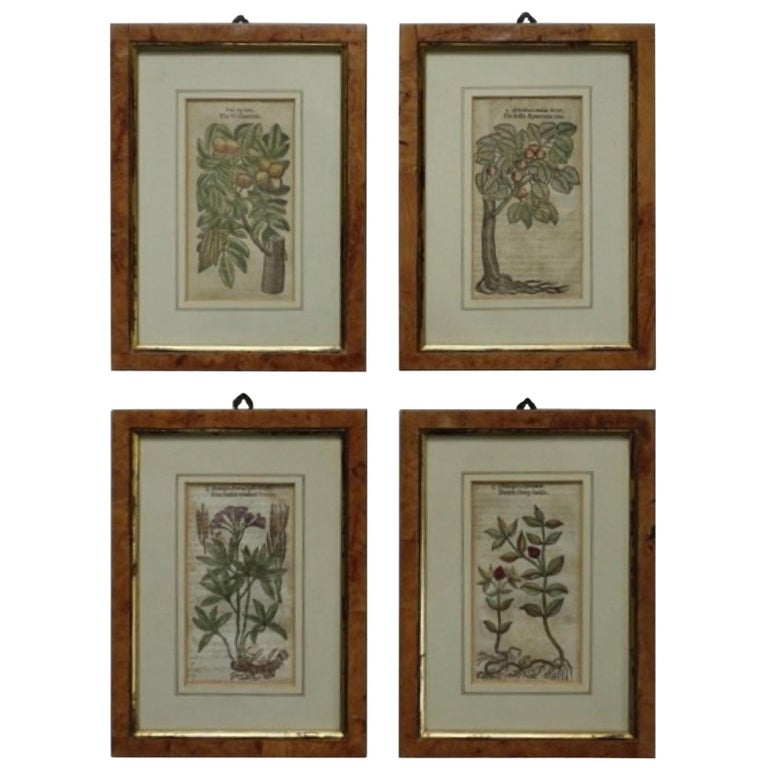 Set of 4 Antique English Botanical Prints For Sale at 1stDibs vintage