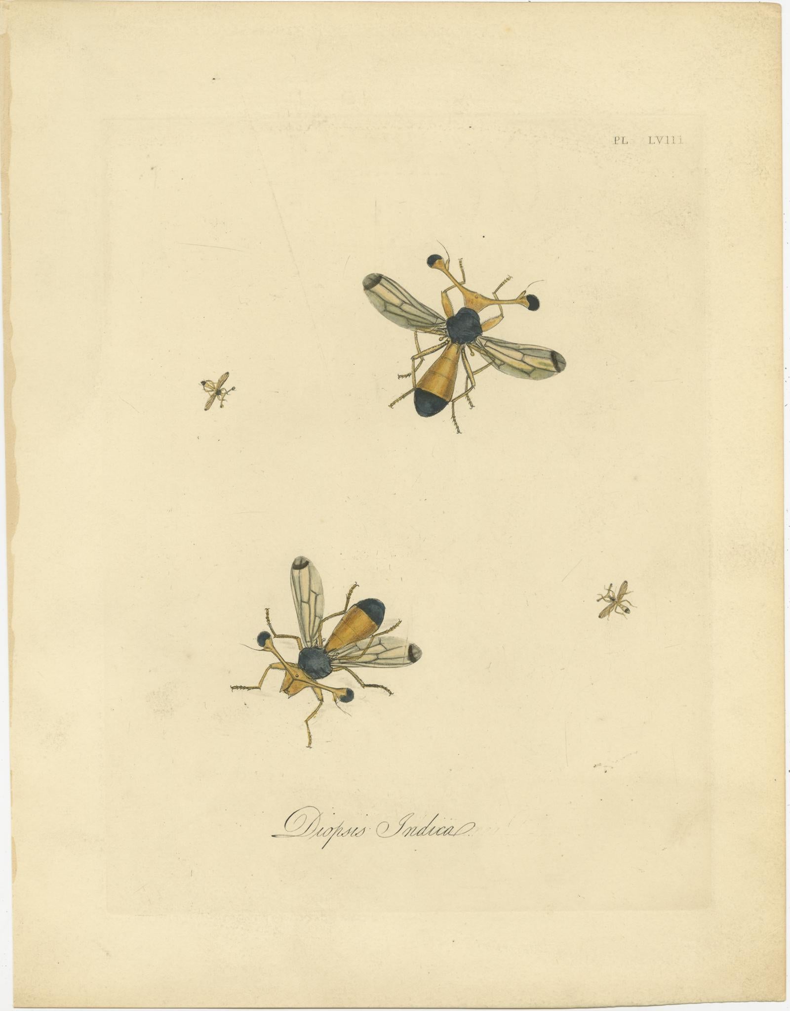 Set of four antique entomology prints depicting various insects including the diptera, anthia beetle, butterflies and other insects. These prints originate from 'Natural History of the Insects of India' by E. Donovan, 1842.
