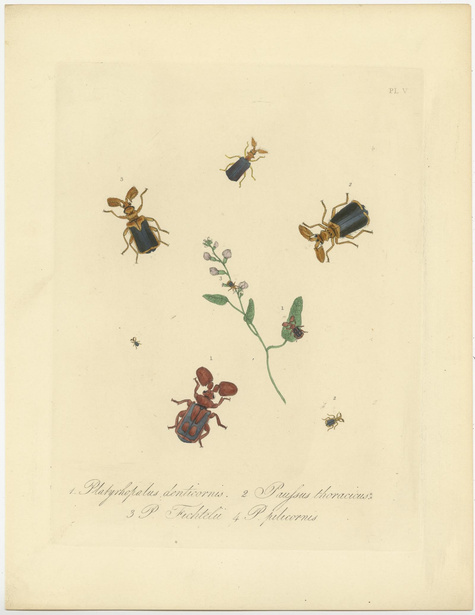 Paper Set of 4 Antique Entomology Prints of Various Insects by Donovan, '1842'