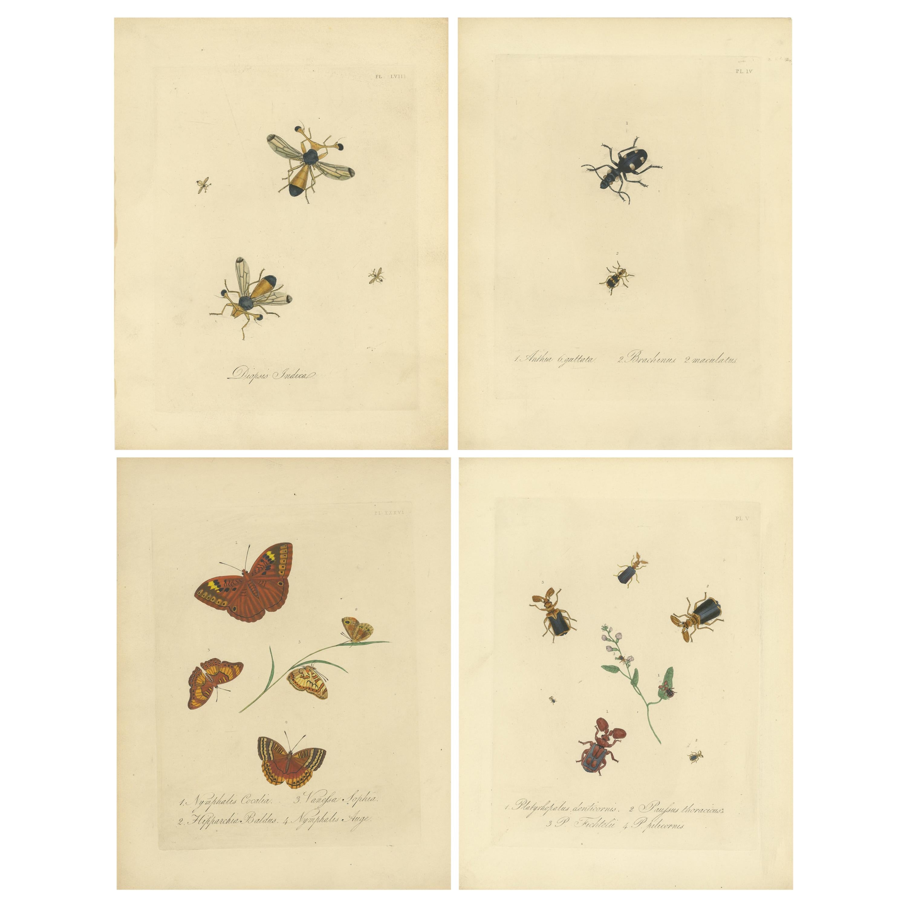 Set of 4 Antique Entomology Prints of Various Insects by Donovan, '1842'