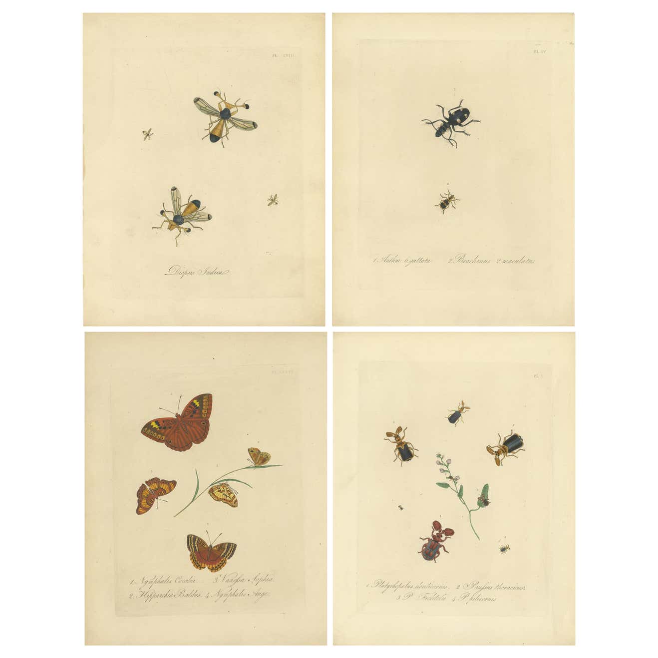 Set of 4 Antique Entomology Prints of Various Insects by Donovan, '1842 ...