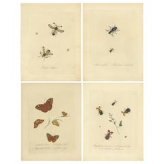 Set of 4 Antique Entomology Prints of Various Insects by Donovan, 
1842
