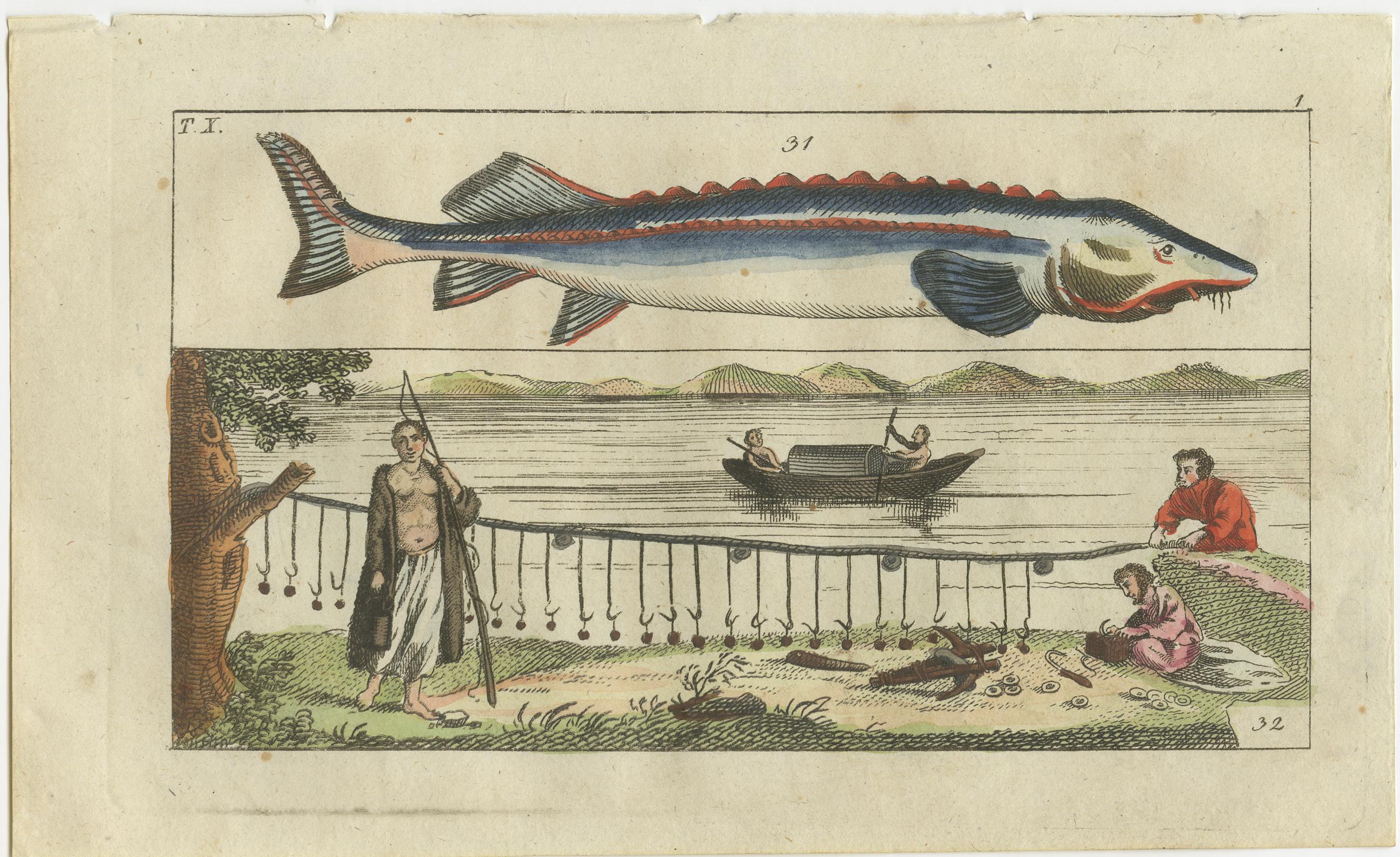 Ensemble de quatre impressions originales de poissons anciens. L'esturgeon béluga, Huso huso, et les méthodes de pêche avec hameçon et ligne. Morue de l'Atlantique, Gadus morhua 88, et scènes à bord d'un navire-usine, hommes et femmes éviscérant et